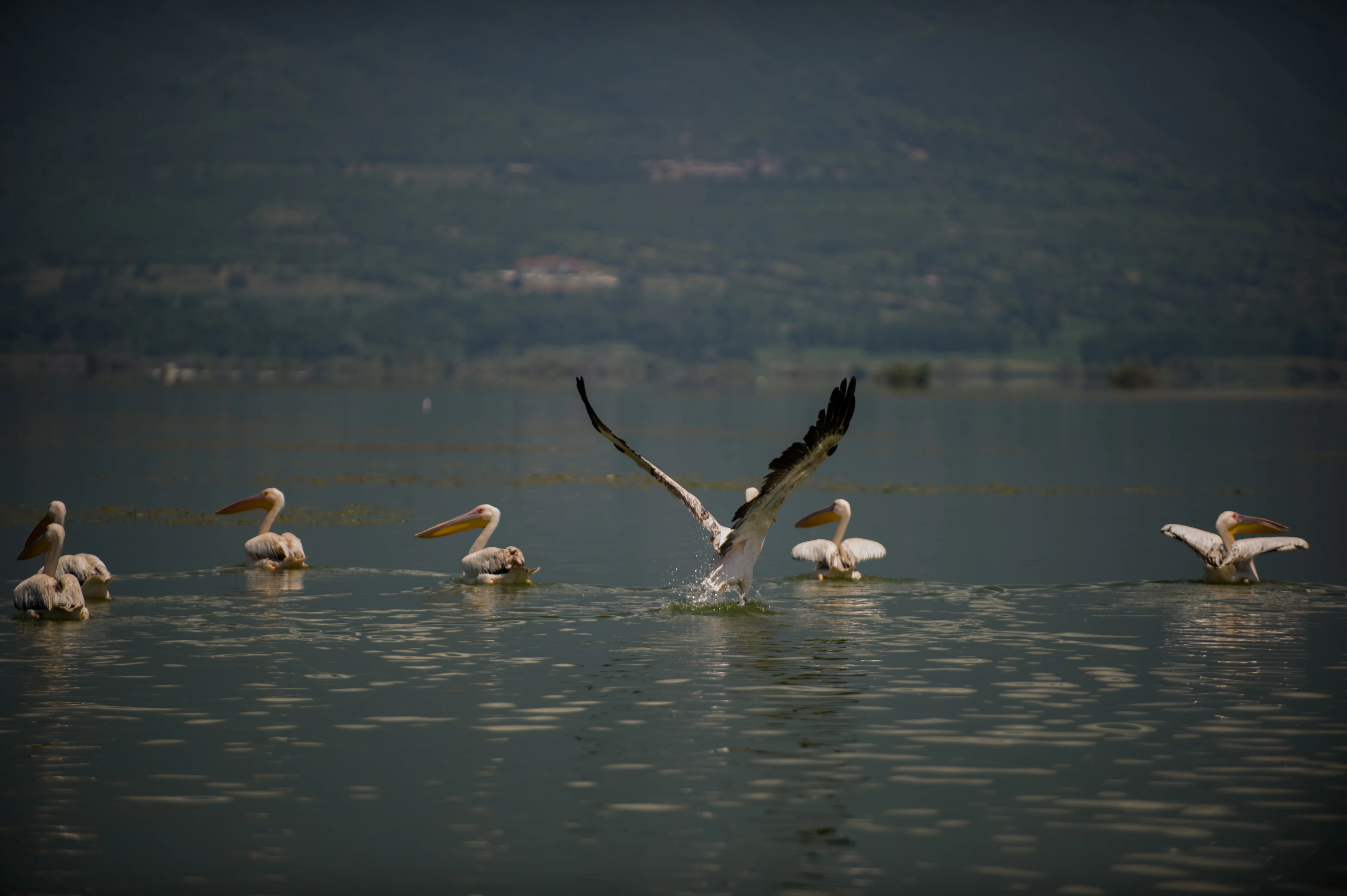 Several pelicans floating on a calm lake with one pelican in the center spreading its wings, against a backdrop of hazy hills.