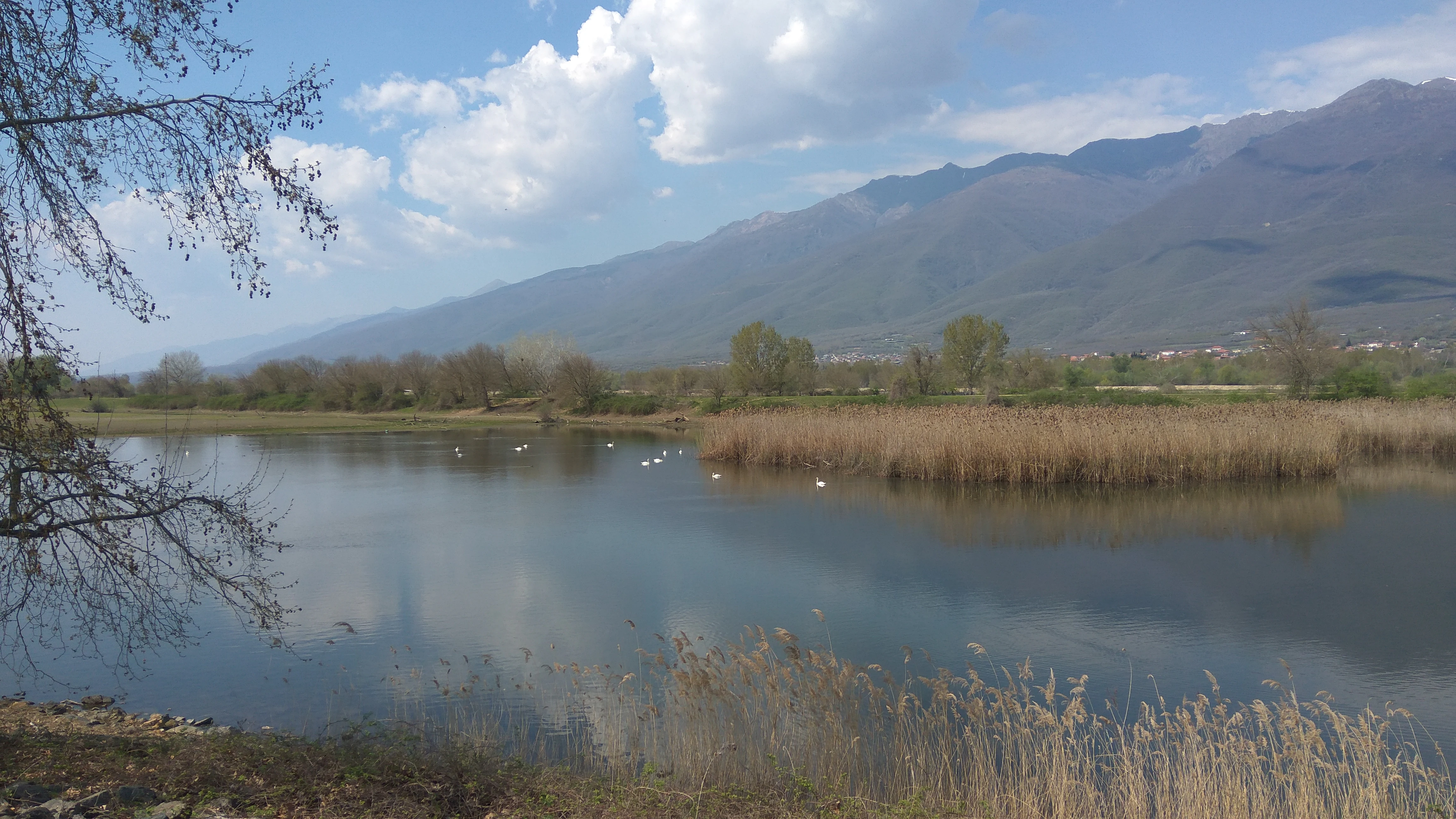 A wide landscape shot of a lake with tall brown reeds in the foreground and midground, white birds floating on the water, and large hazy mountains in the distance under a blue sky with white clouds. Tree branches frame the left side.