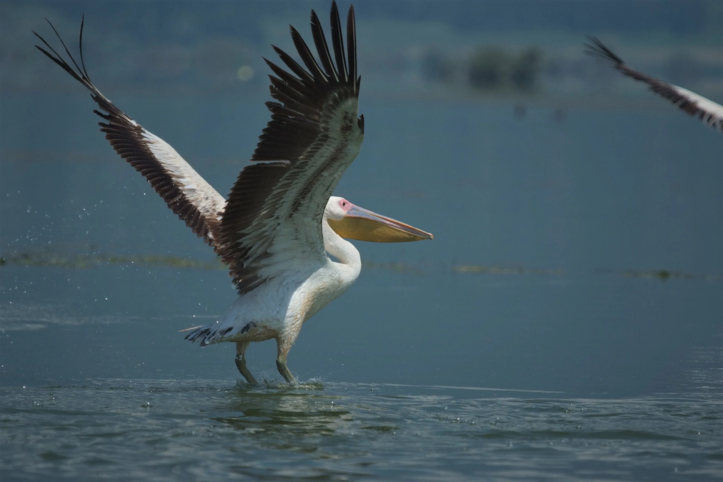 A Dalmatian pelican with white and black wings extended, touching down on the water surface.