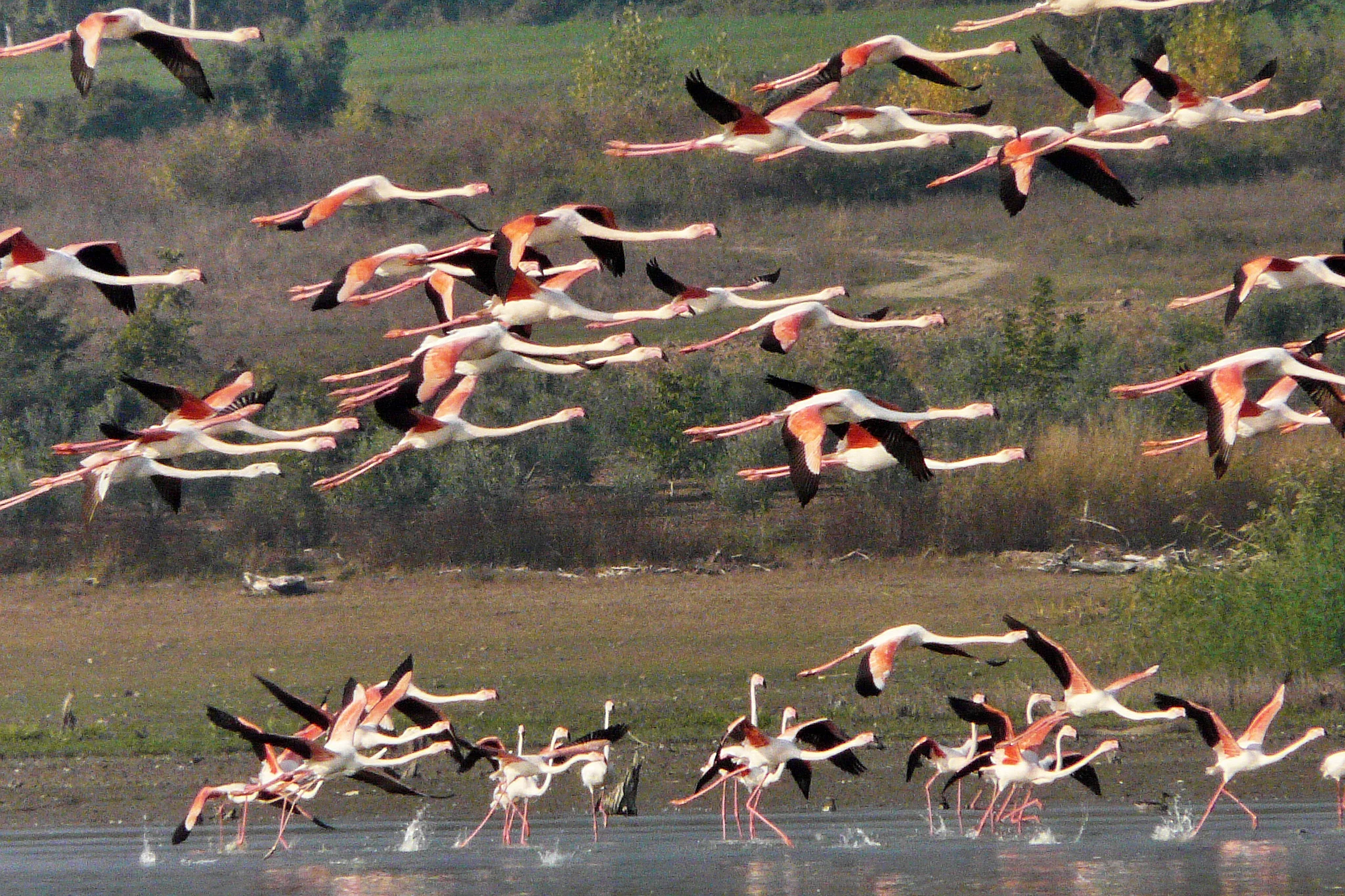 A flock of pink and white flamingos with black wingtips flying low over a body of water, with some birds taking off or landing near the shore.
