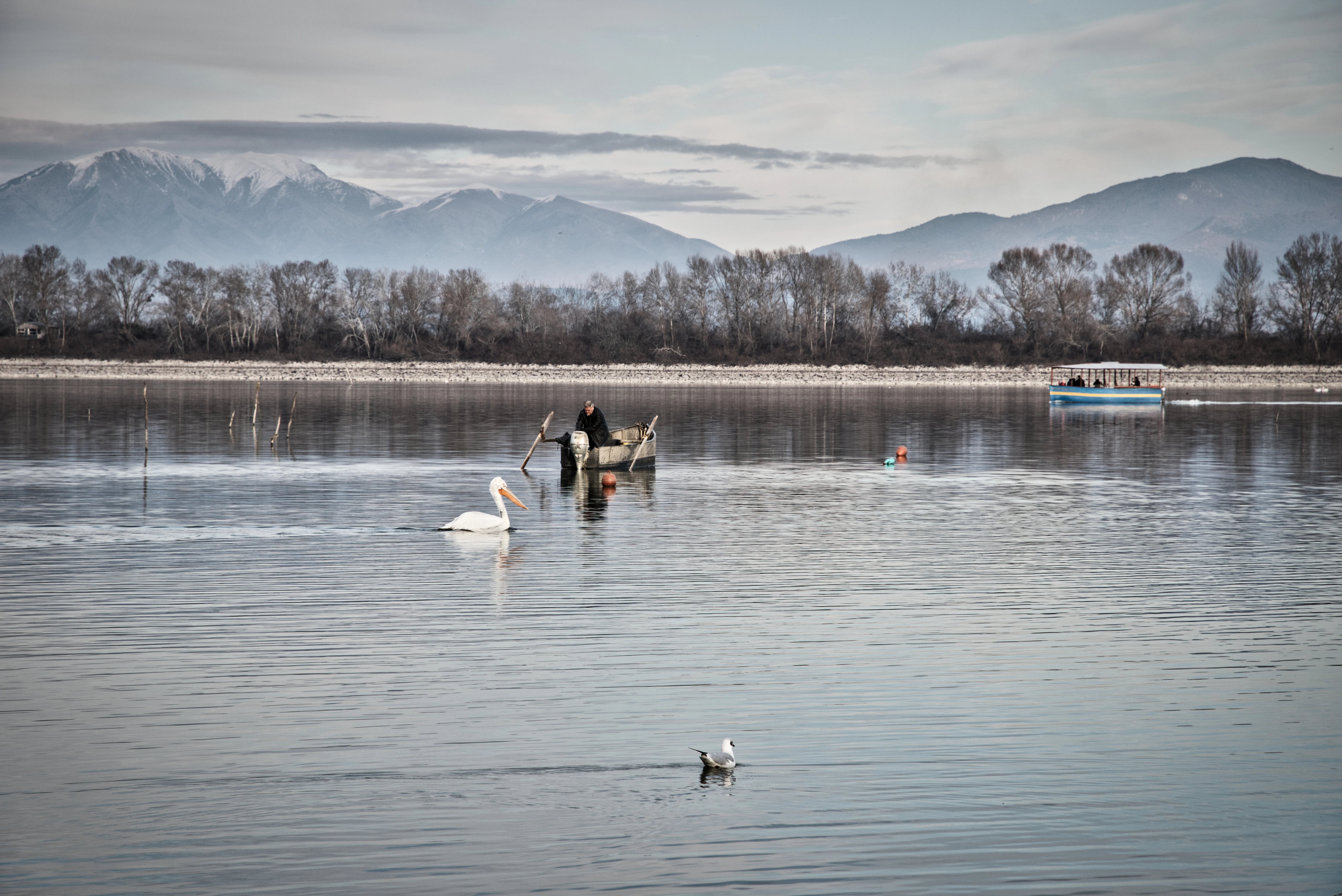 A wide shot of a lake with a white pelican swimming in the foreground, a small wooden boat with two people in the midground, and mountains in the distance.