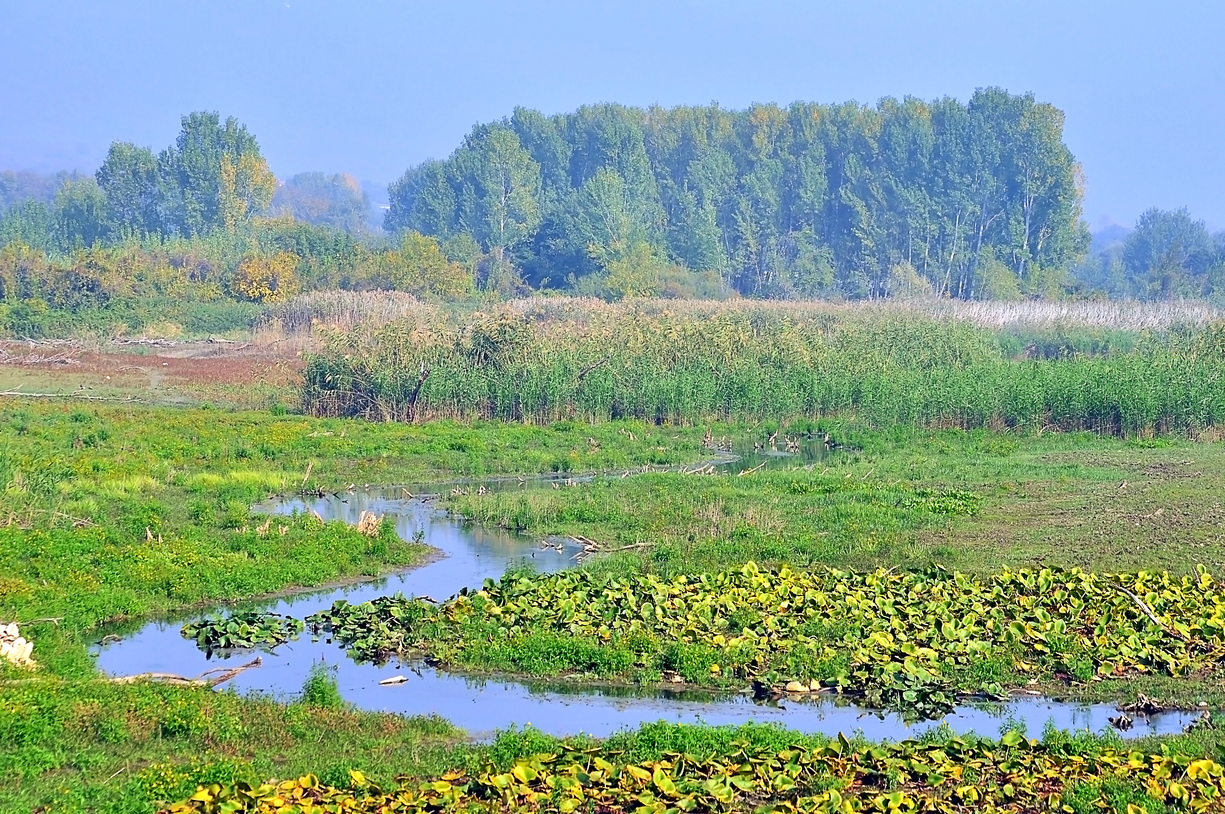 A wetland landscape showing a narrow winding stream flowing through green marshland with water lilies and aquatic plants, tall reeds in the midground, and a dense line of trees under a clear blue sky