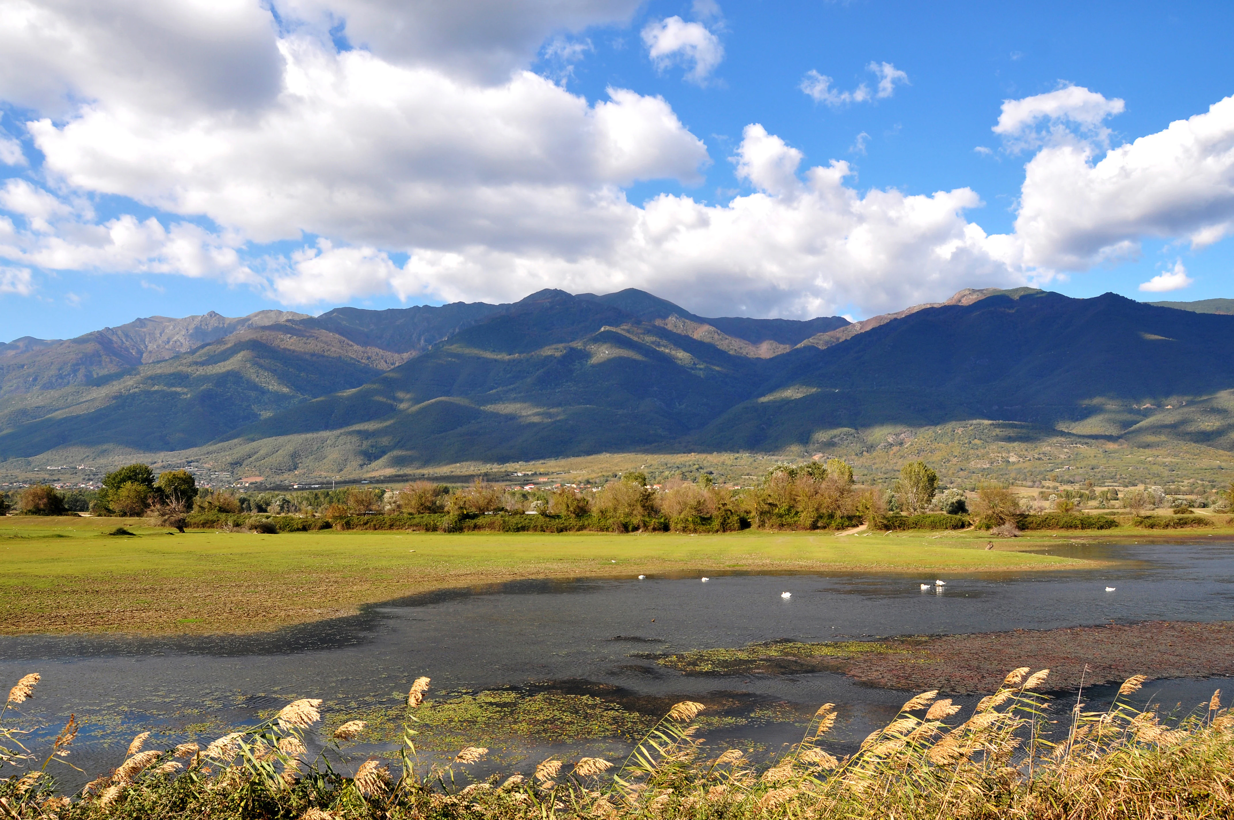 A landscape photograph of a wetland lake with reeds in the foreground, white birds on the water, green fields in the midground, and a large mountain range under a blue sky with clouds.