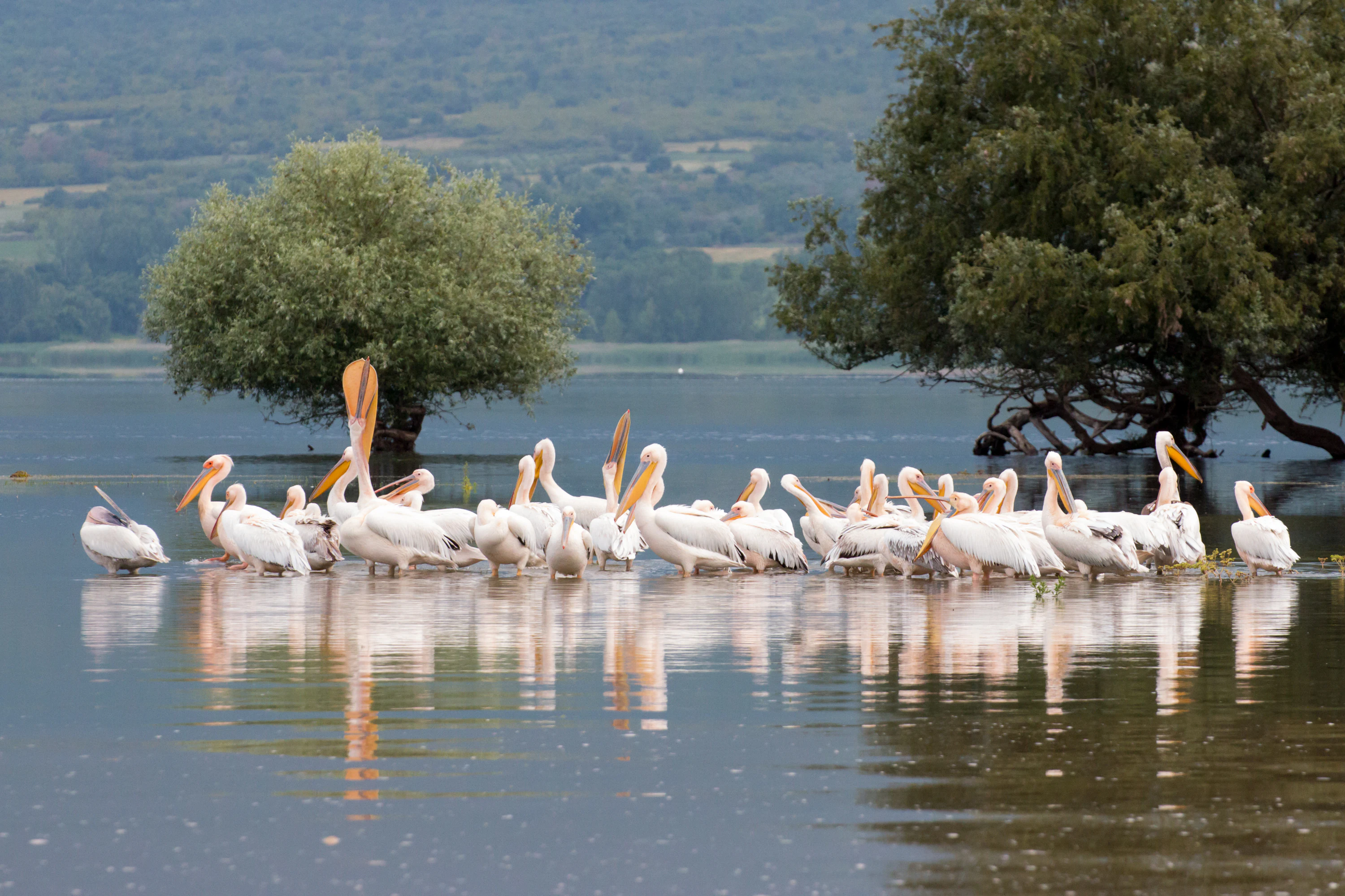 A large group of white pelicans standing in a line in the shallow water of a lake, with green trees growing out of the water behind them and hills in the distance.