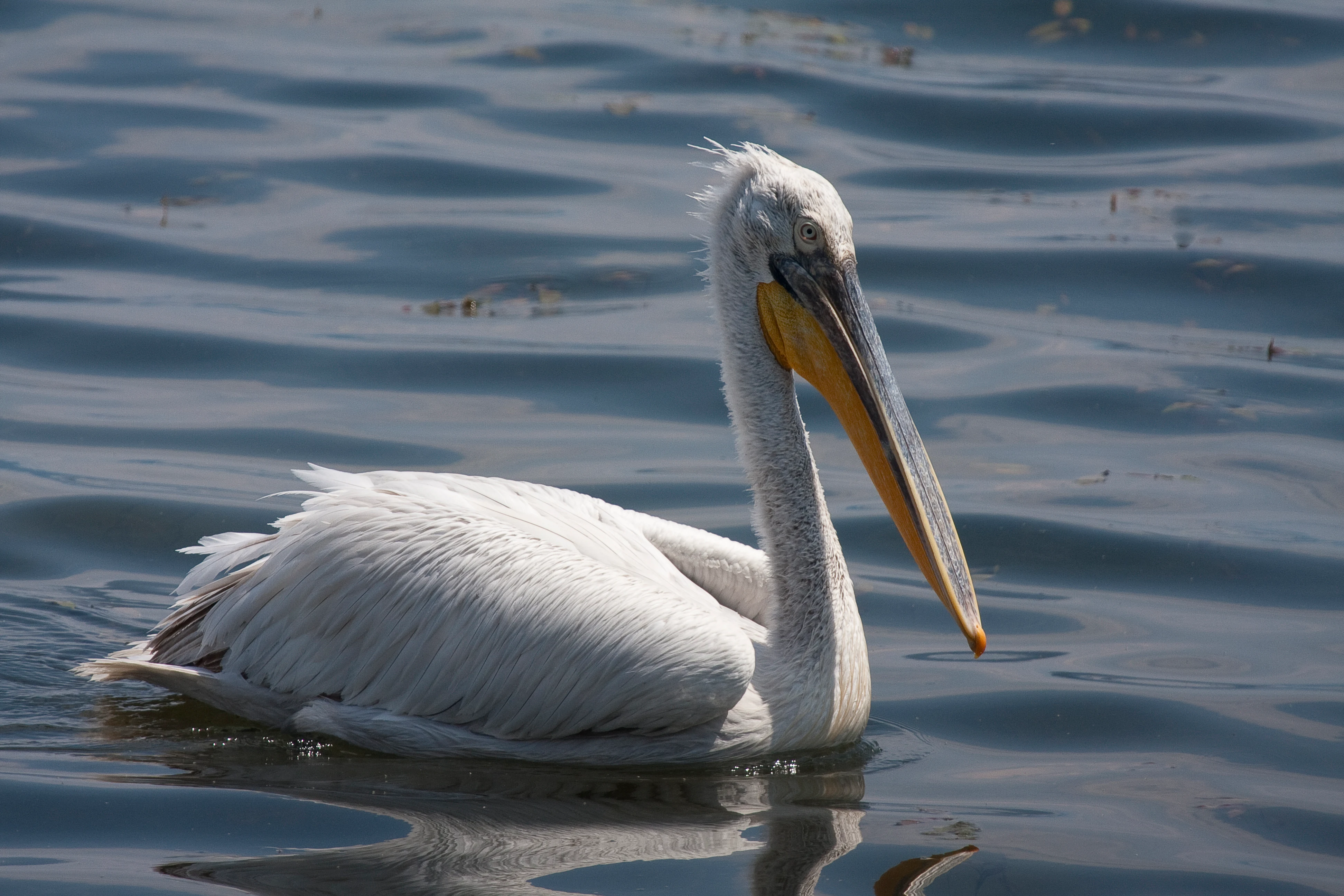 A white Dalmatian Pelican with a long yellow beak and crest floating on rippled blue water.