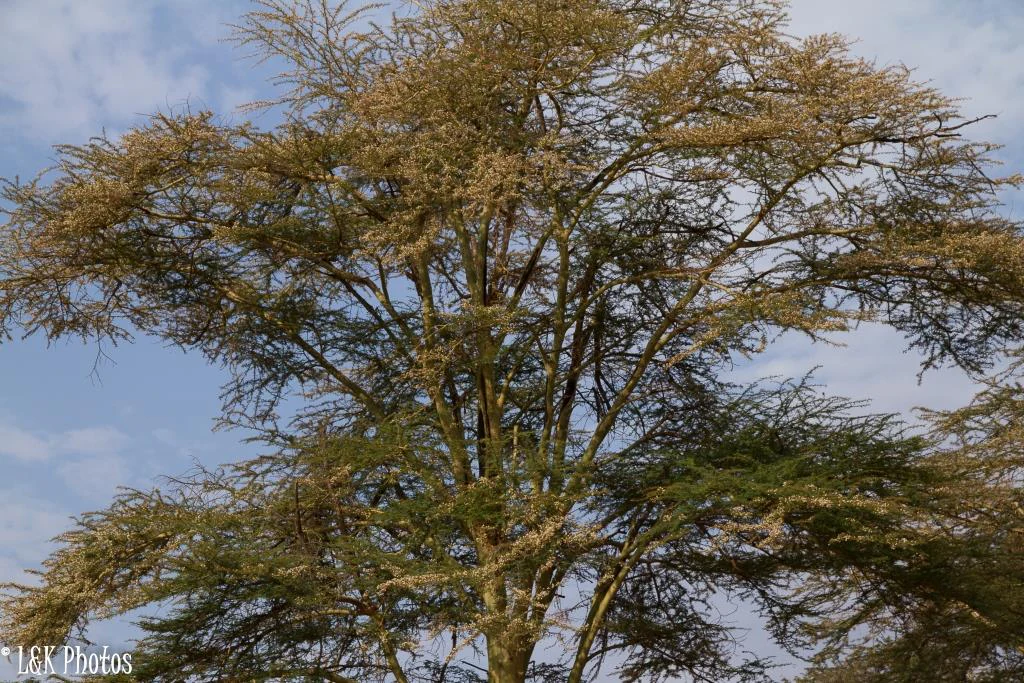 Tall fever acacia tree with sparse branches against blue sky with scattered clouds