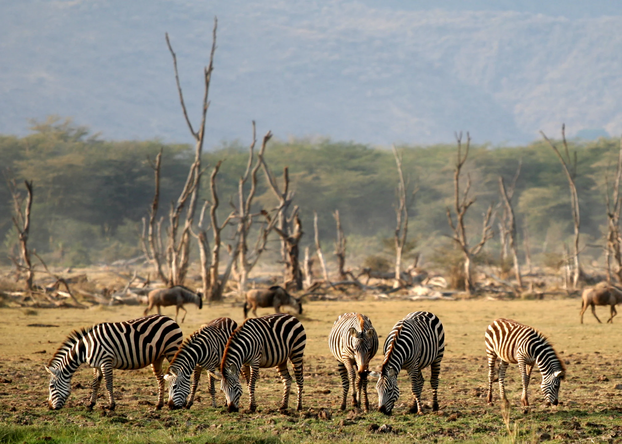 Zebras grazing in a savannah with sparse trees and distant mountains