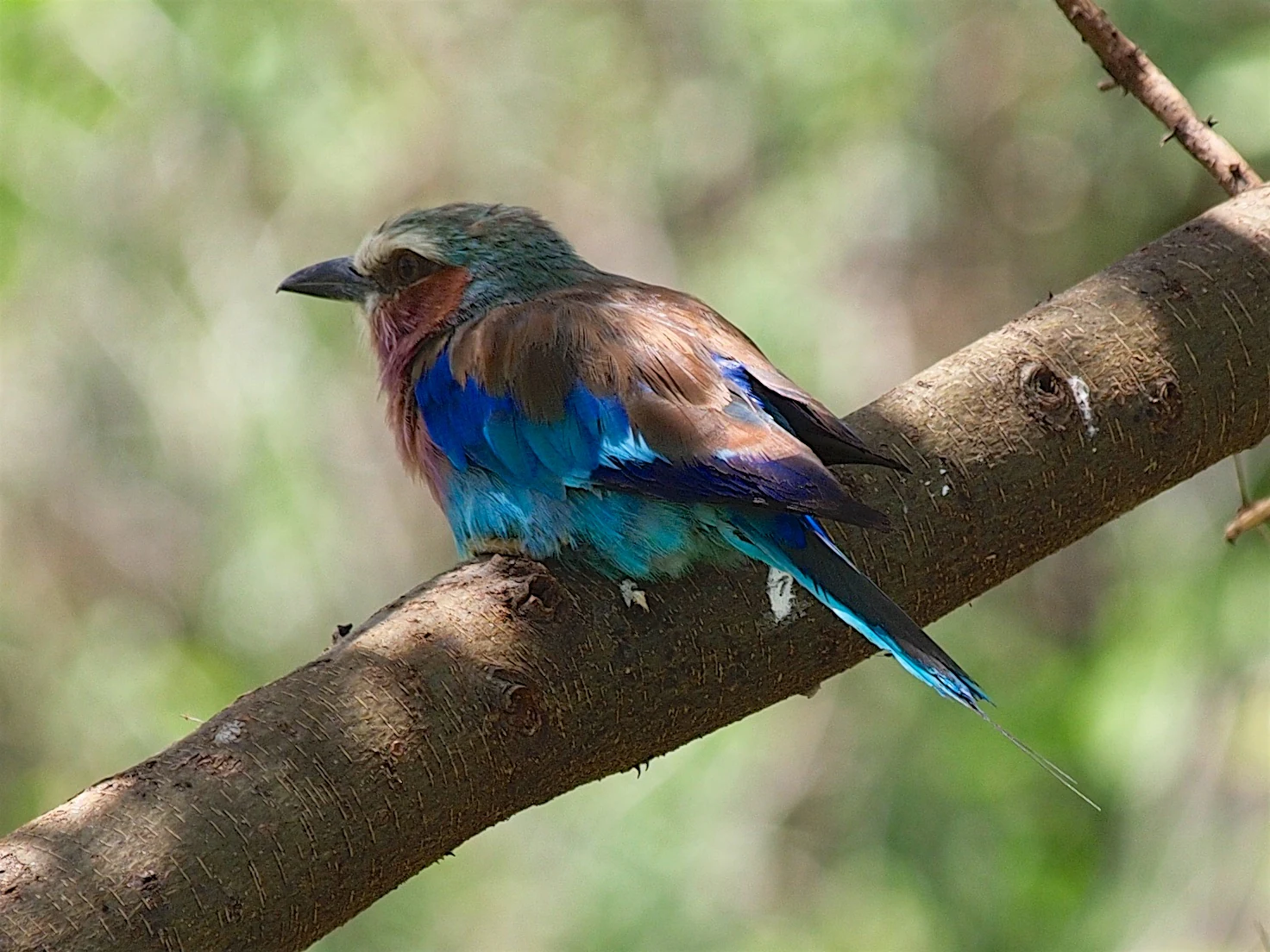 A lilac-breasted roller bird perched on a tree branch with blurred green foliage in the background