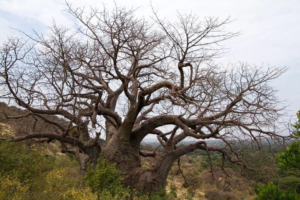 Large African baobab tree with bare branches in a dry, open landscape with sparse vegetation