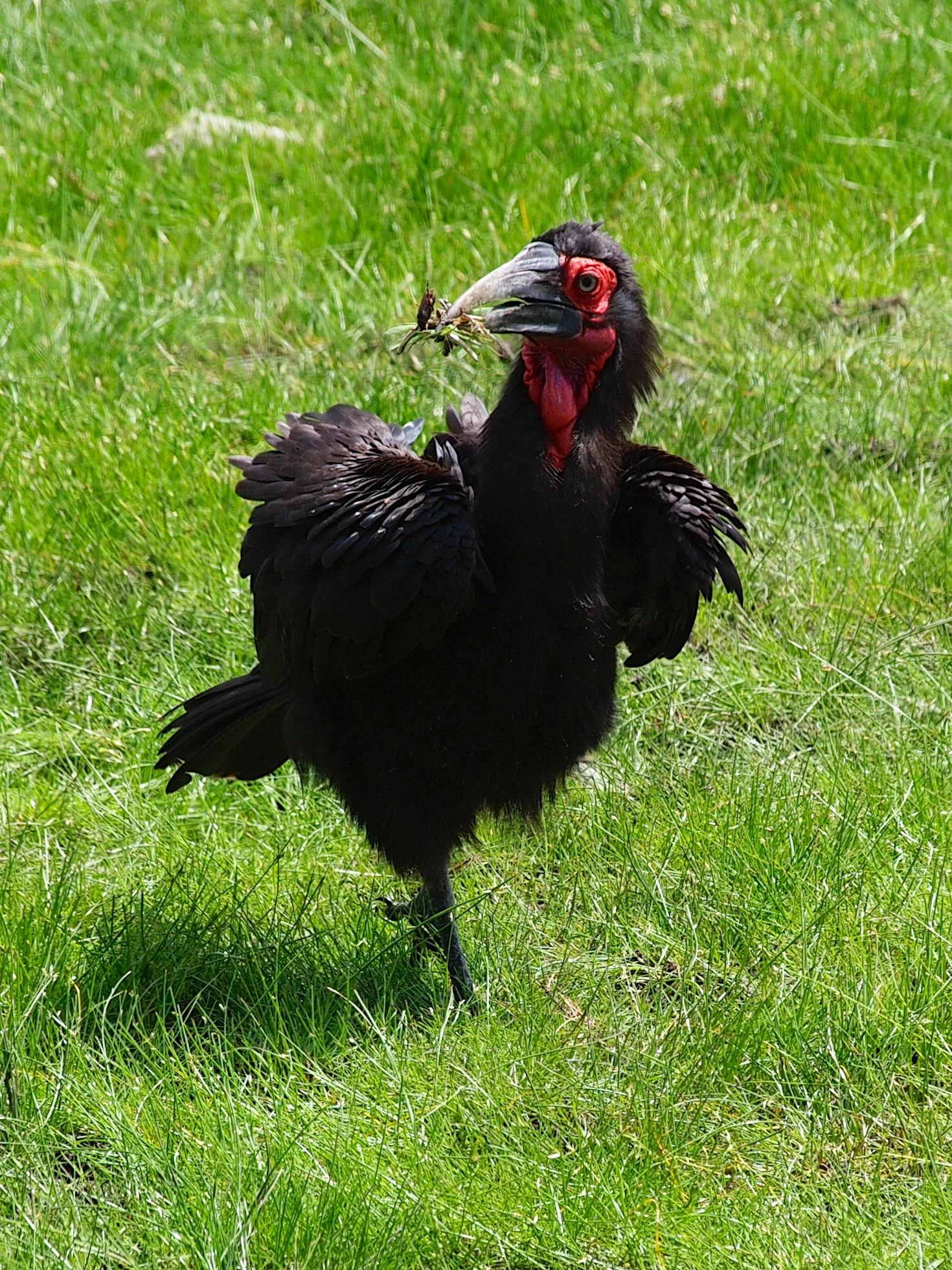 Black bird with red facial markings and long beak standing on green grass holding vegetation in beak