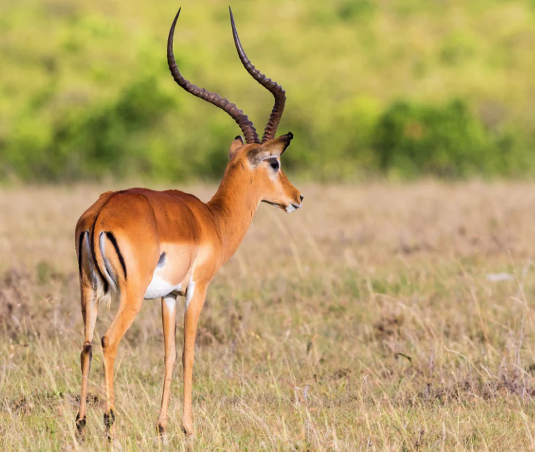 Impala with long curved horns standing in a grassy field