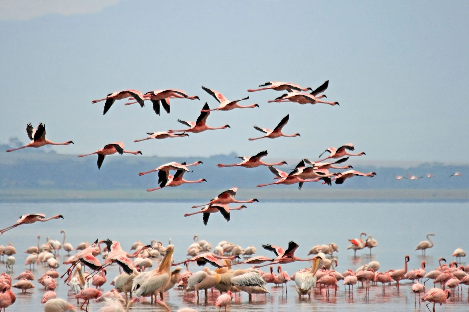 Un gran grupo de flamencos rosados vadeando en aguas poco profundas con otra bandada volando justo sobre la superficie, contra un fondo suave y brumoso.