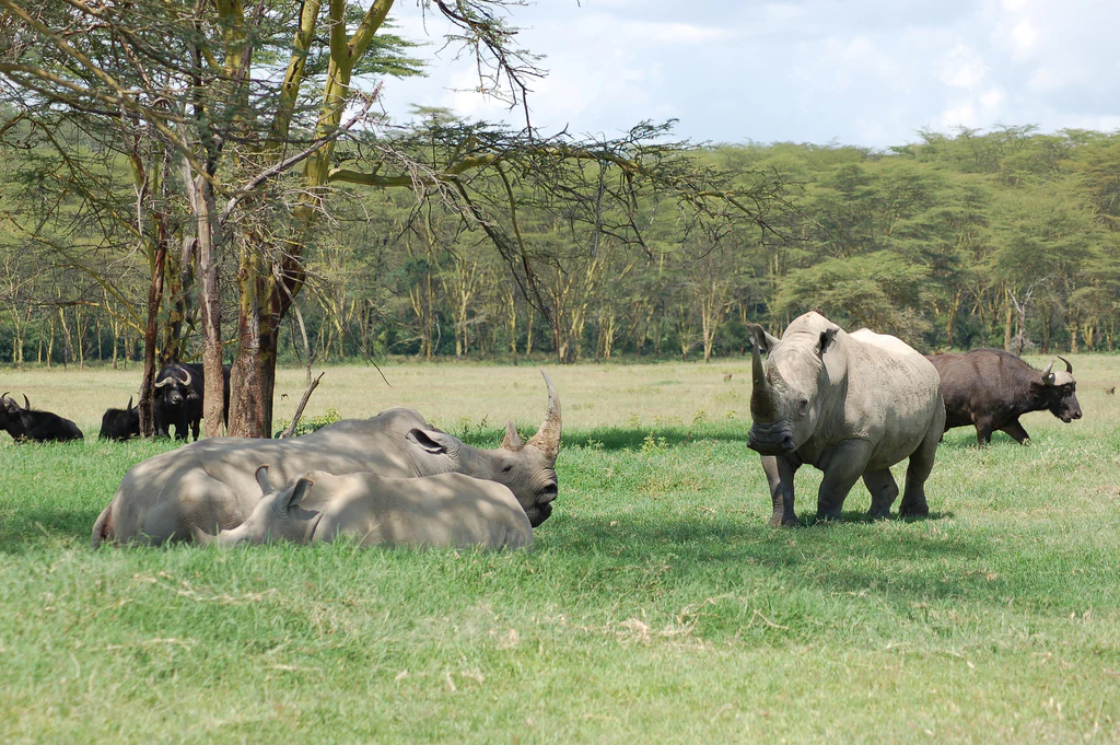 Un grupo de rinocerontes en una sabana herbosa, con uno de pie y varios descansando bajo un árbol, acompañados por búfalos africanos a lo lejos.