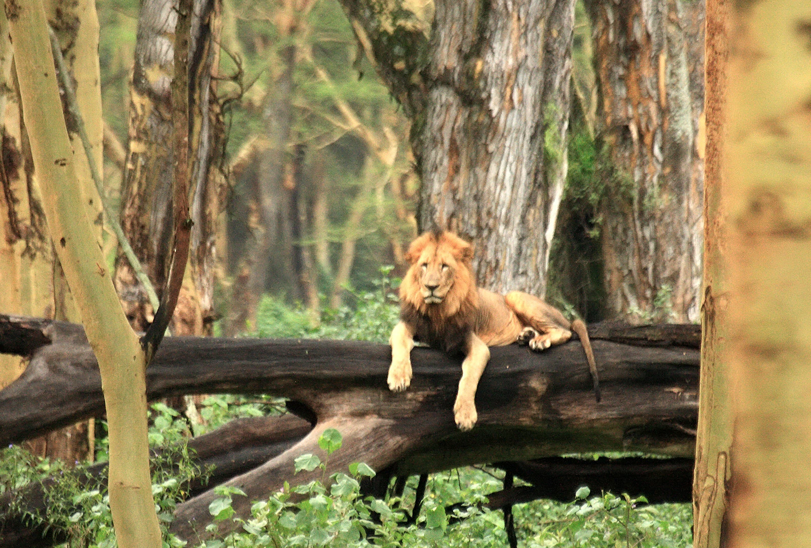 Un león macho con melena completa, tumbado estirado sobre un gran tronco caído en una zona boscosa.