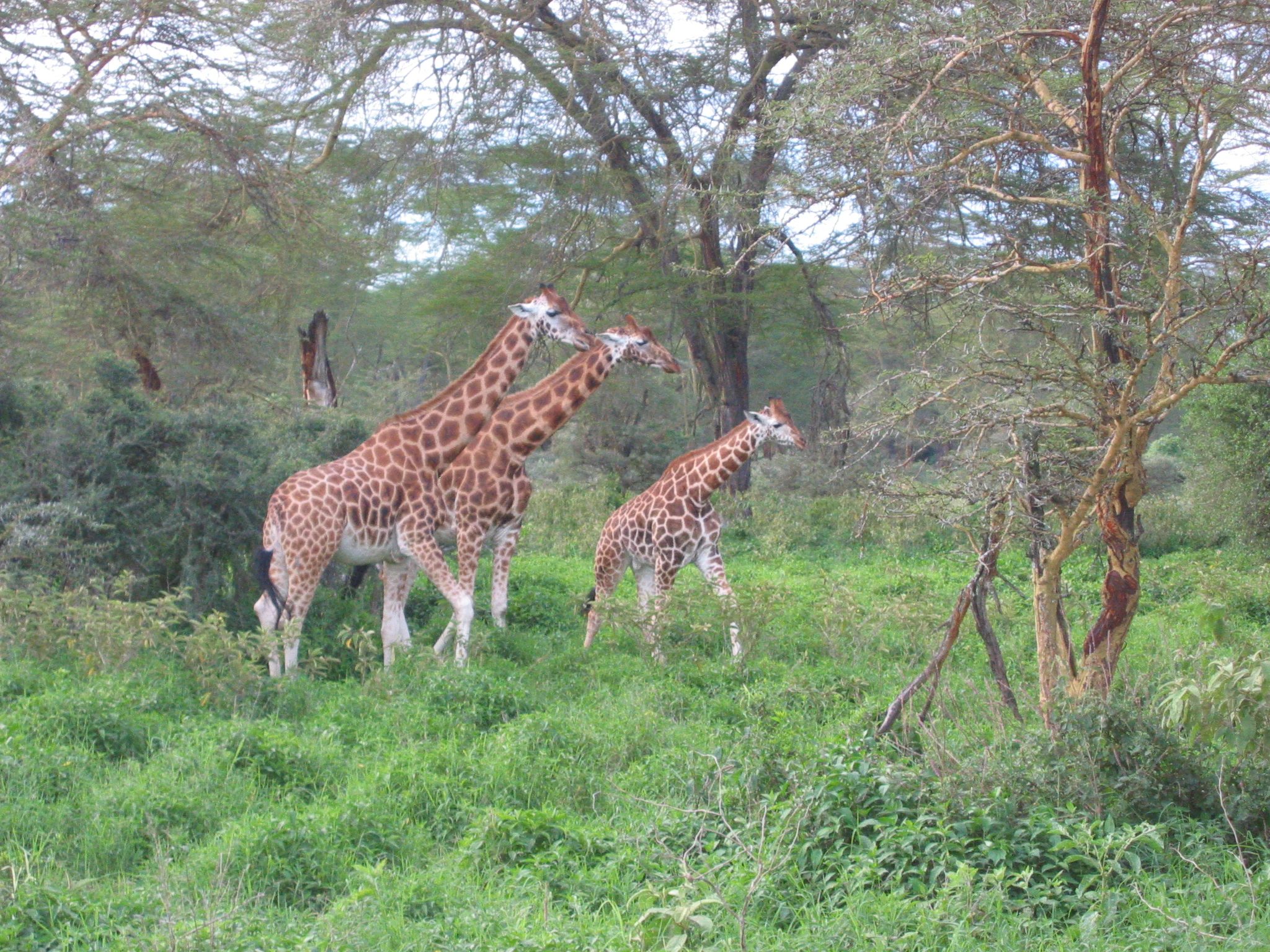 Tres jirafas caminando por una pradera verde enmarcada por árboles de acacia.