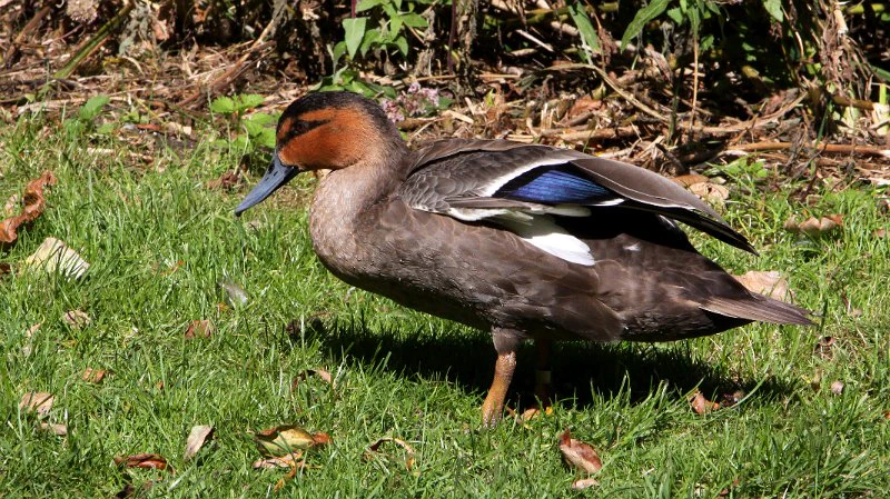 A side profile view of a Philippine Duck with a reddish-brown head and a distinctive blue patch on its wing, standing on green grass.