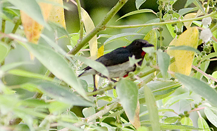 A small bird with dark plumage and a visible patch of red on its throat perched on a thin branch surrounded by green and yellow leaves.