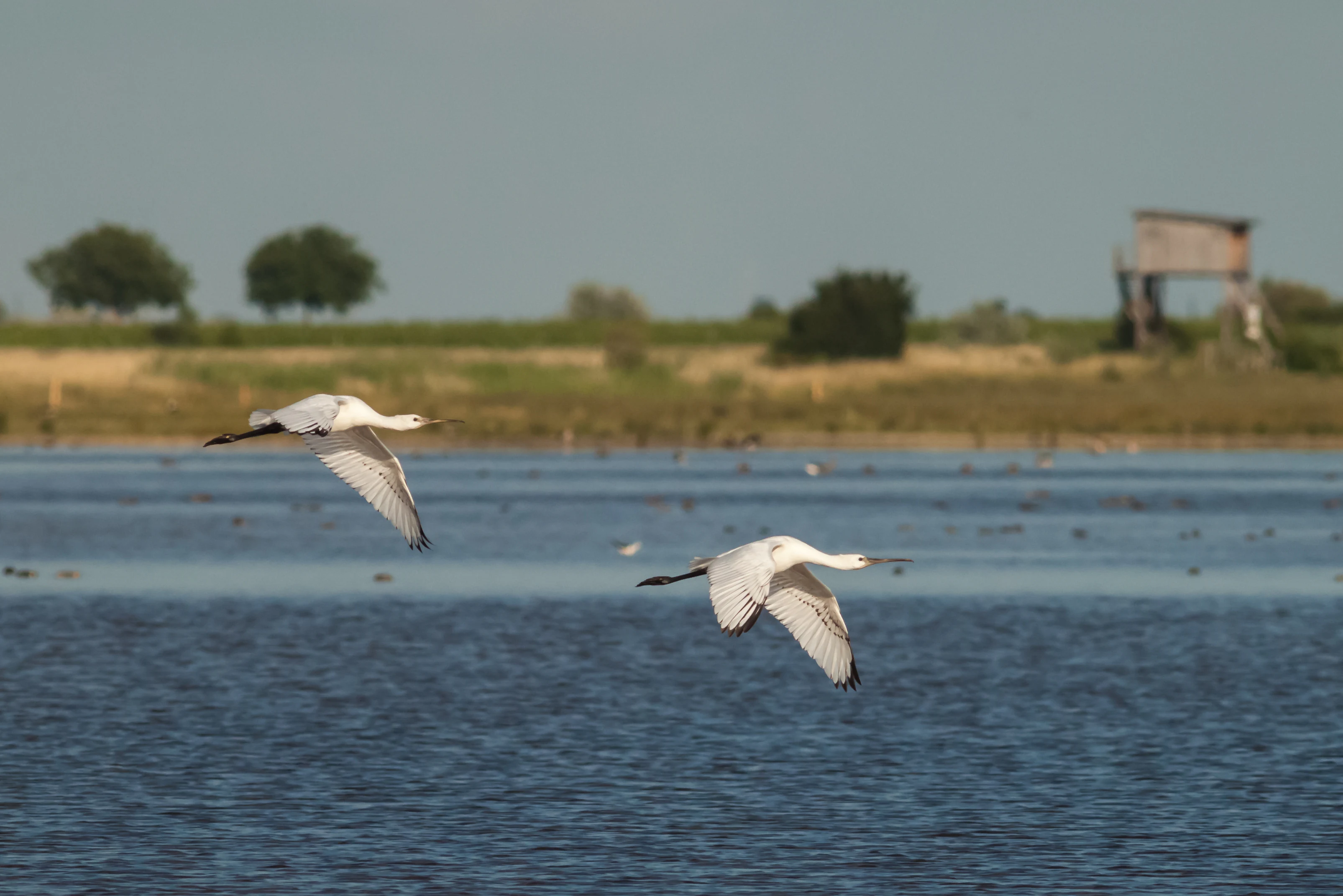 Spoonbill landing in Lake Neusiedl National Park