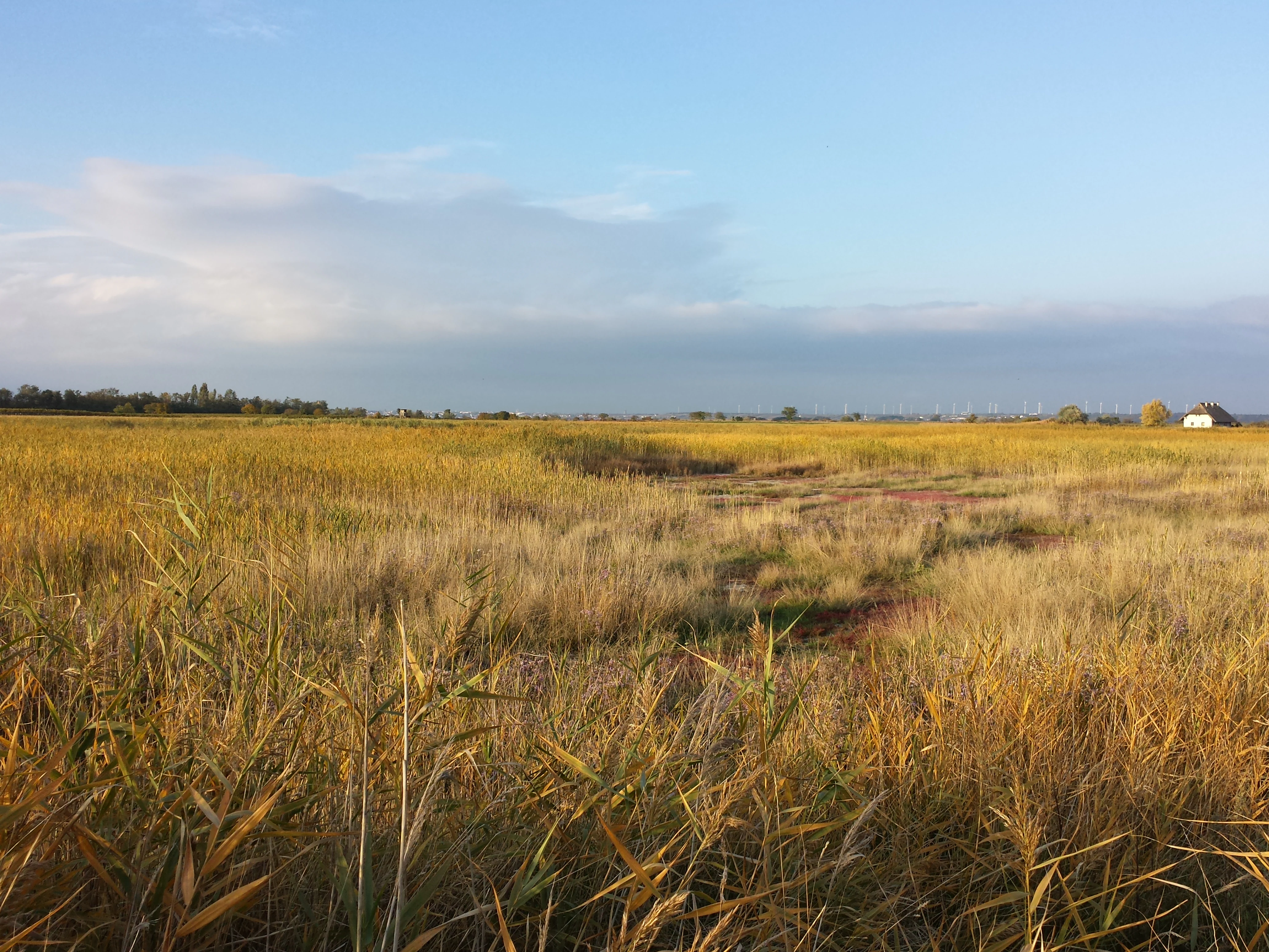 Salt pond at Podersdorf