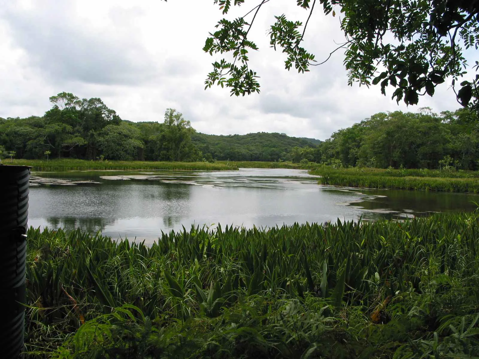 A peaceful lake surrounded by lush green tropical forest under a cloudy sky.