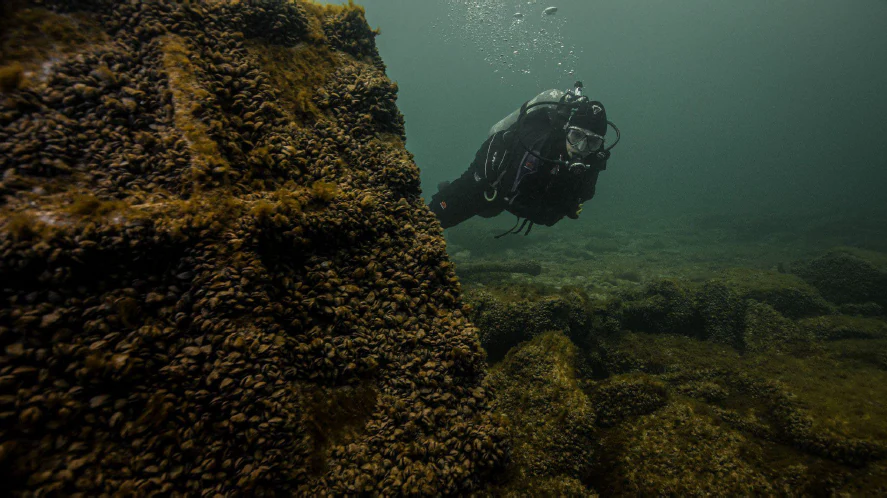 A scuba diver in full gear floating underwater next to the sediment and mussel-covered hull of a shipwreck in Lake Ontario.