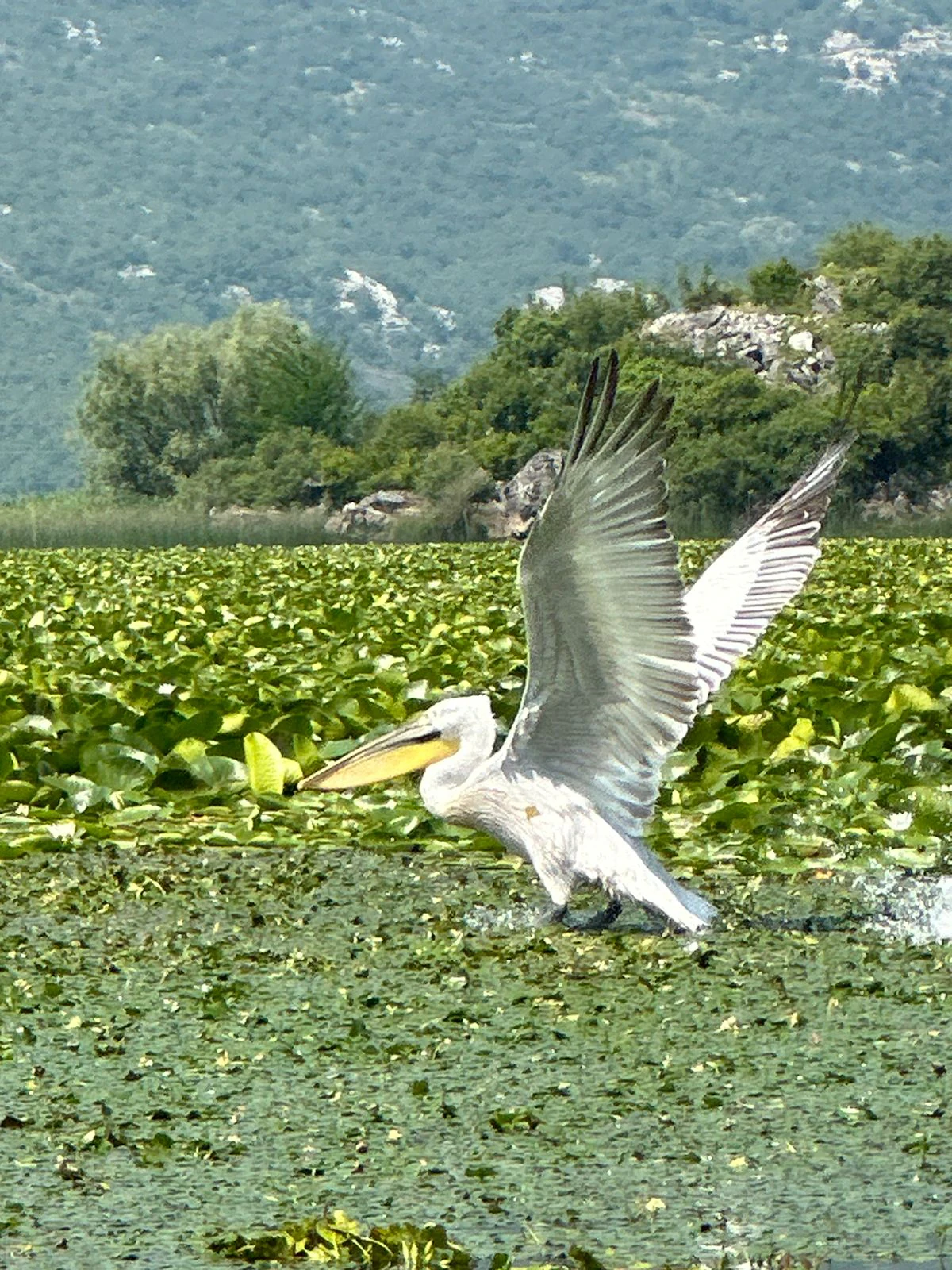A large Dalmatian pelican with wings spread, taking flight from the surface of a shallow lake covered in floating lily pads, with a forested hillside in the background.