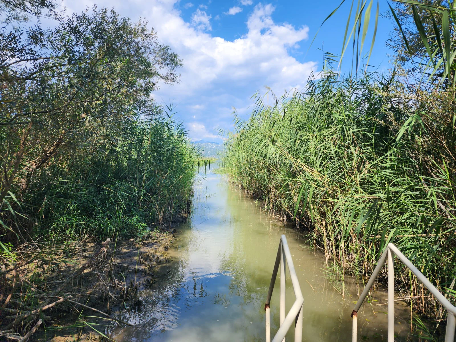 A narrow waterway channel flanked by tall green reeds and trees leading into the distance under a blue sky, with a metal railing visible in the foreground.