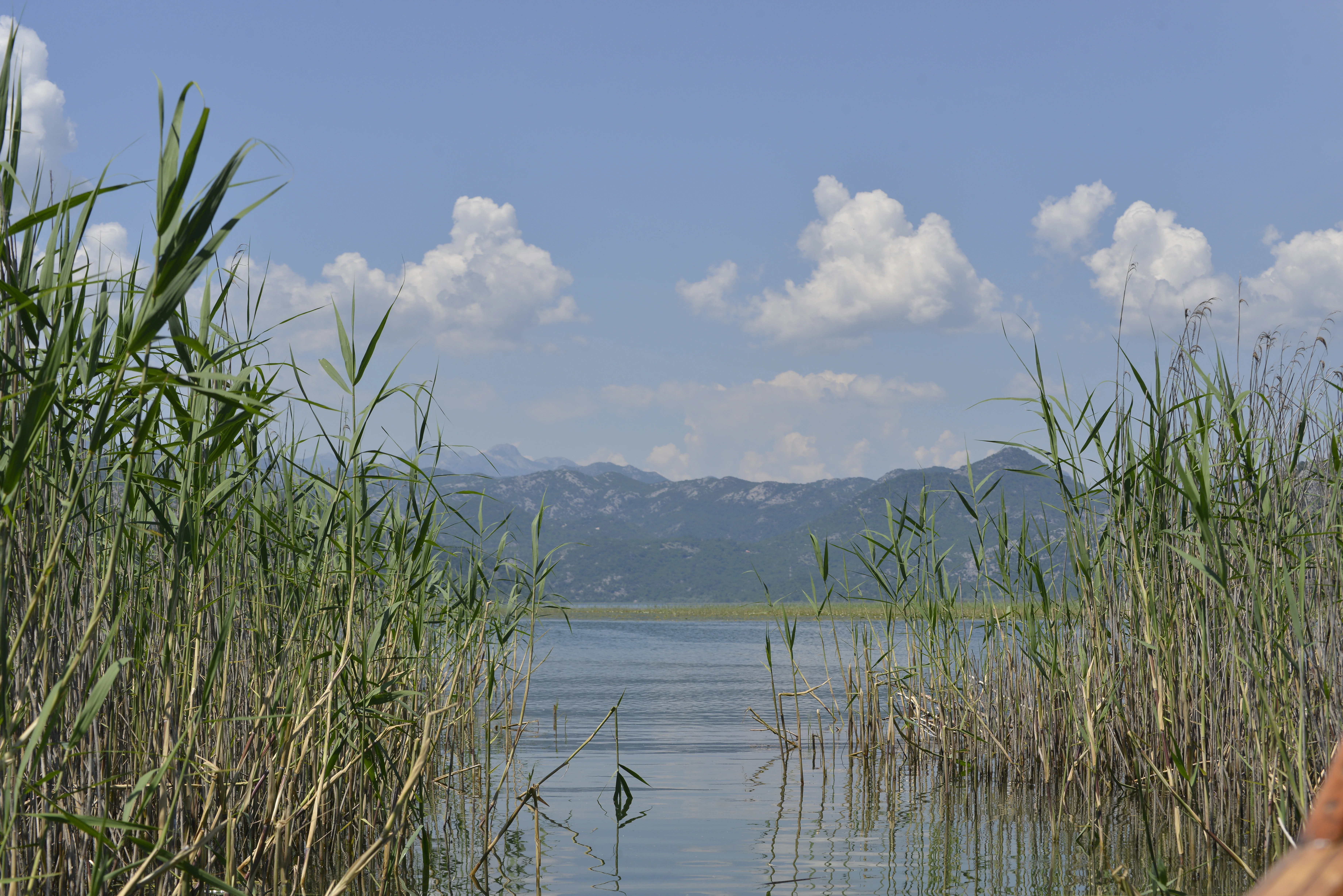 A calm, still lake framed by tall green reeds on both sides, with distant mountains under a blue sky with scattered clouds.