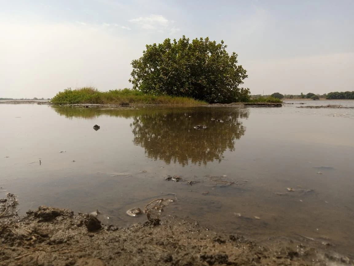 A small green island with a dense bush sits in the middle of a calm, reflective lake under a bright, overcast sky.