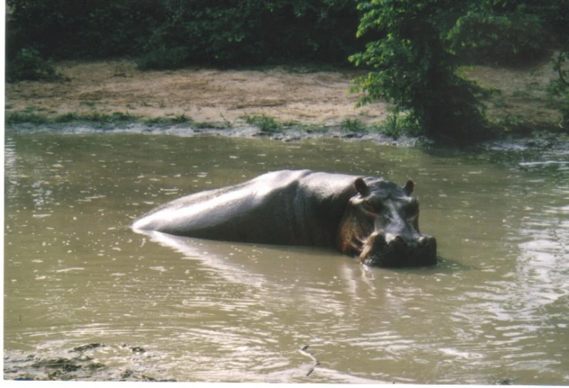 A hippopotamus swimming in the murky water of a lake with a grassy bank and tree in the background.