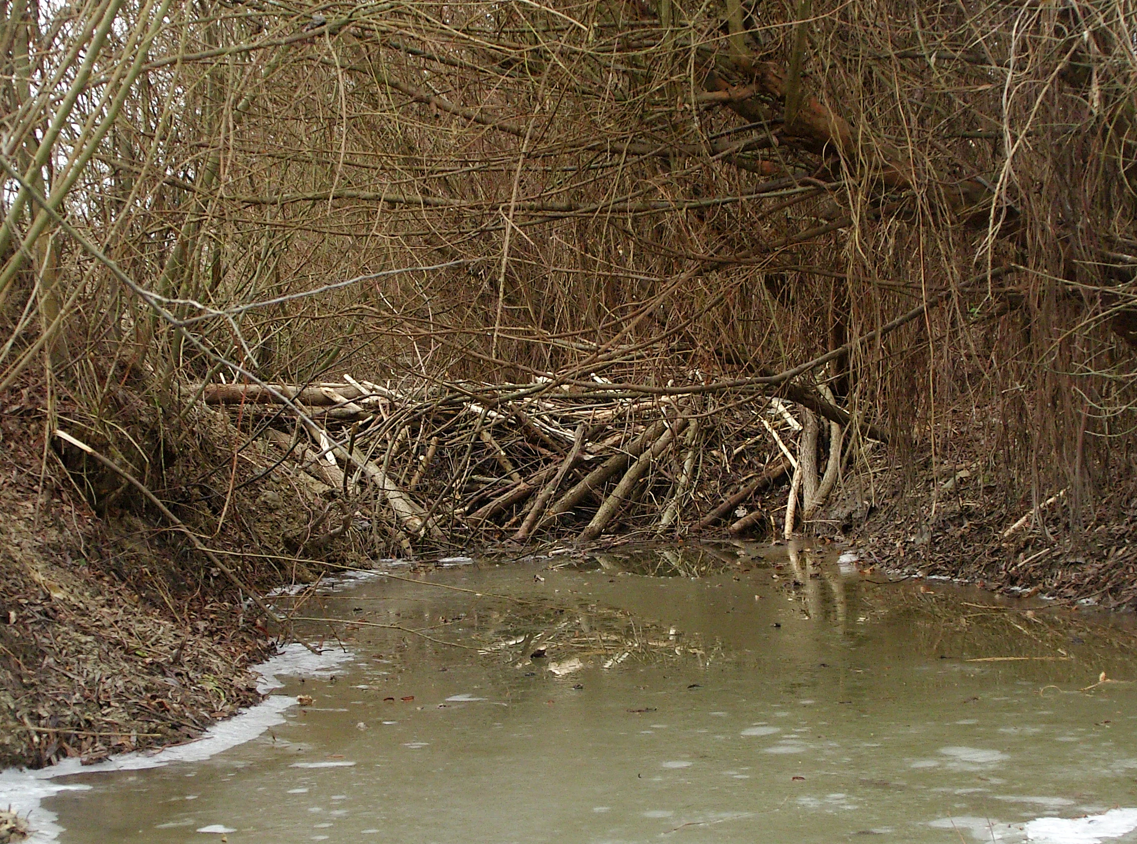 A wooden beaver dam constructed of sticks and branches spanning a narrow, murky stream in a wooded area during late autumn or winter.