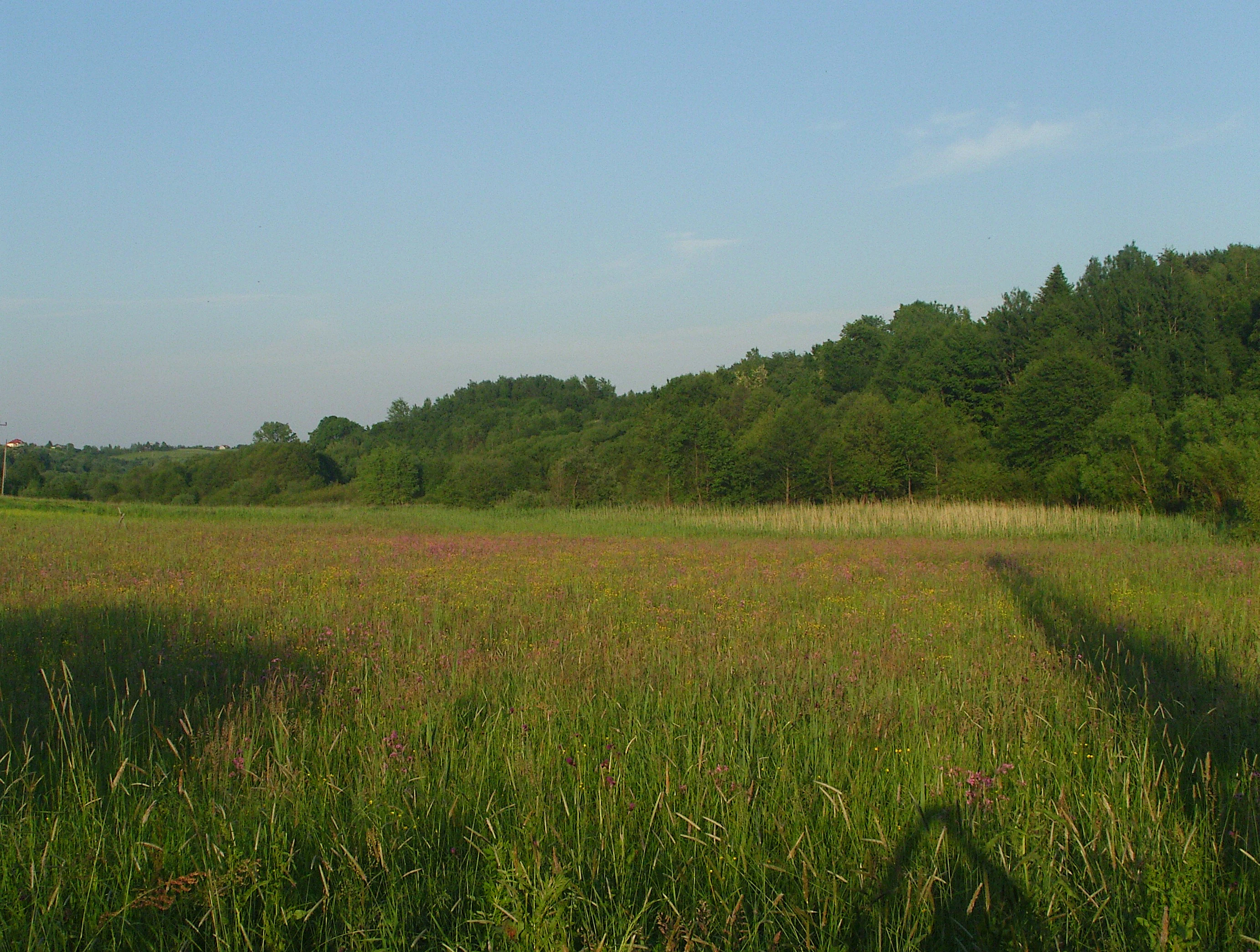 A wide meadow of tall green grass and small purple wildflowers, bordered by a dense forest under a clear blue sky.