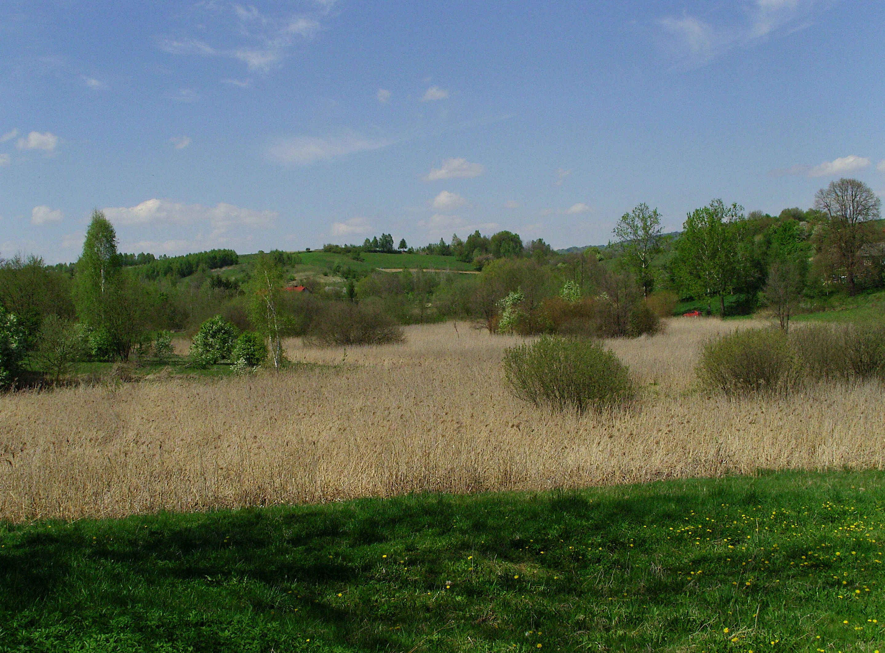 A wide view of a dry reed bed in a meadow, with green bushes and trees in the background under a blue sky.