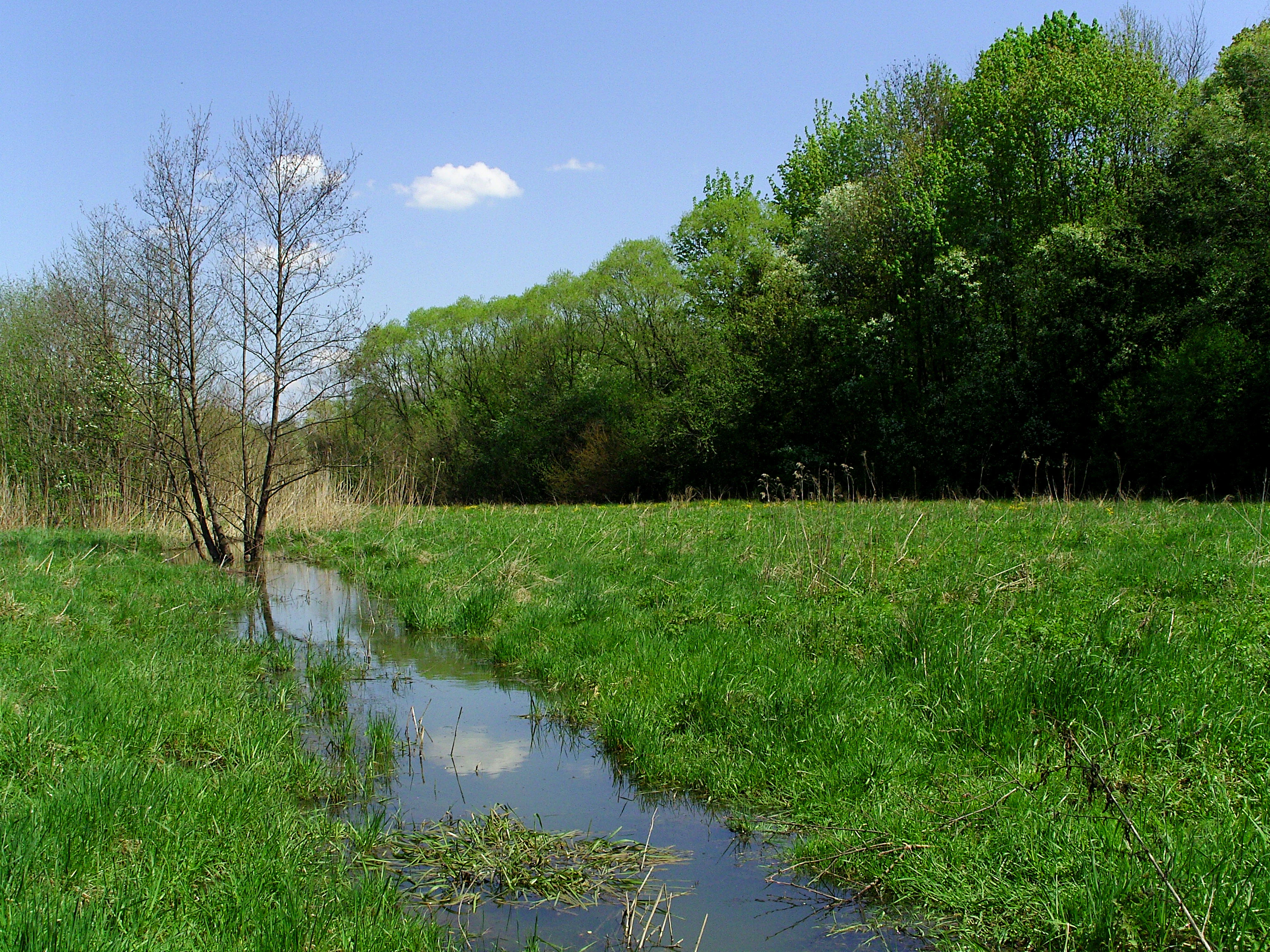 A small, calm stream flows through a lush green meadow, bordered by a dense line of trees under a clear blue sky.