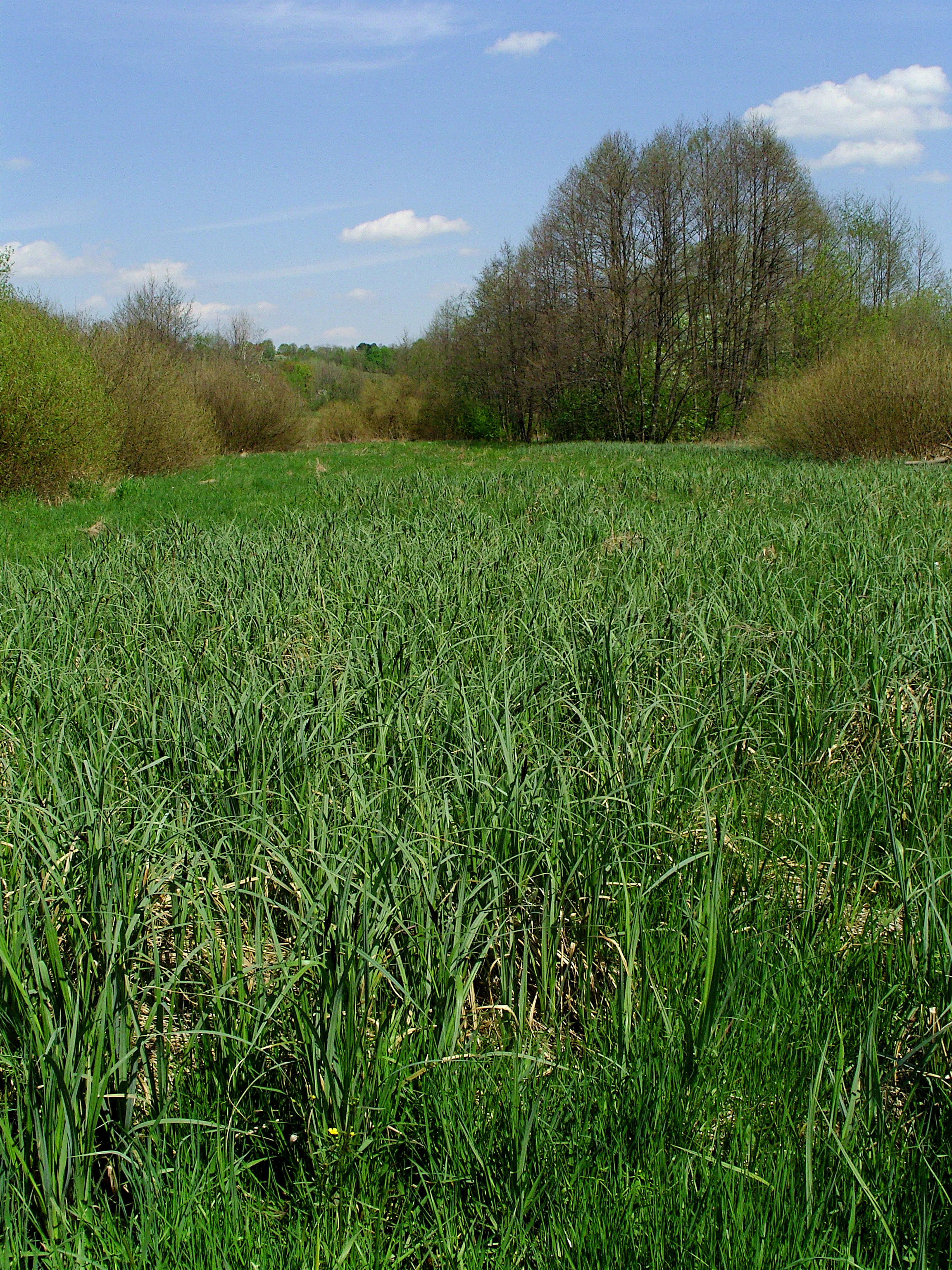 A wide, green, grassy meadow framed by deciduous trees under a partially cloudy blue sky.