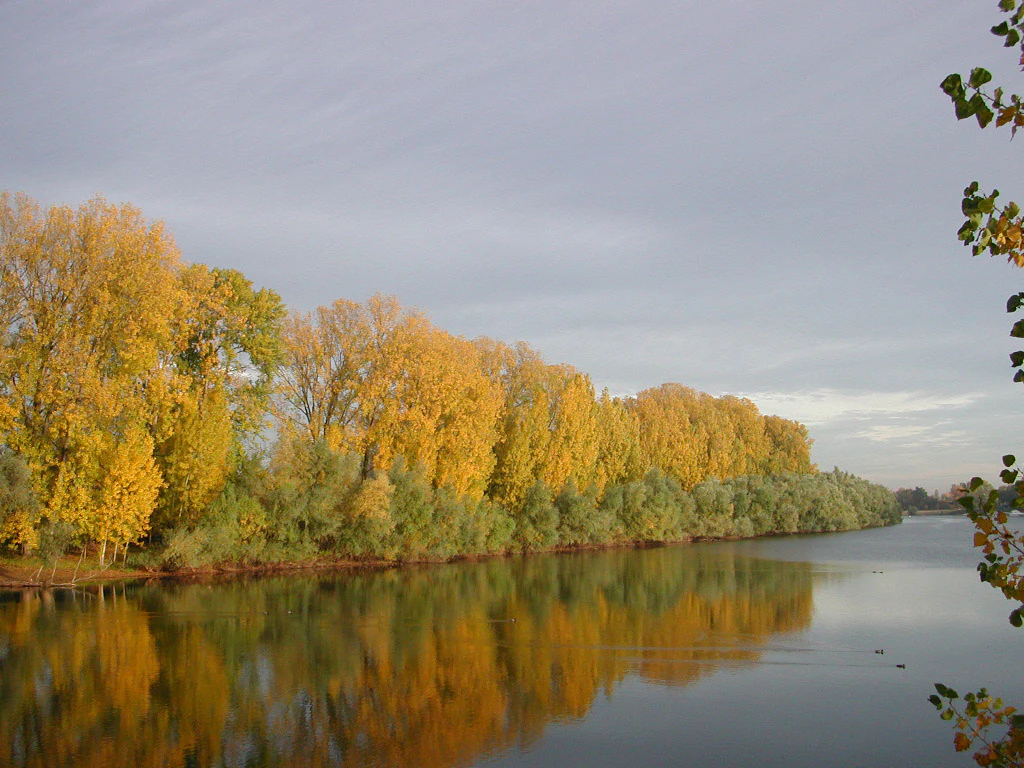 A calm river reflects a line of trees with vibrant yellow and green autumn leaves under an overcast sky.