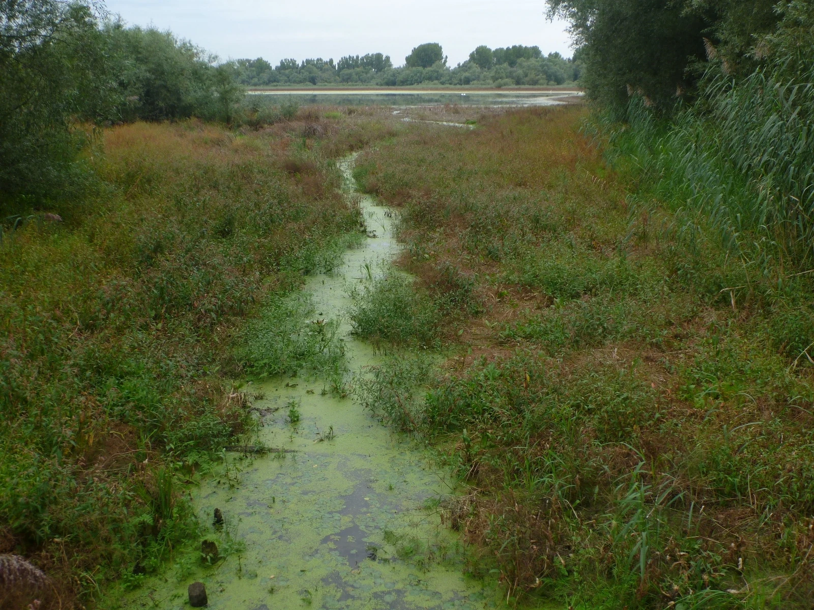 A narrow channel of algae-covered water cuts through a lush wetland meadow leading towards a larger body of water in the distance under an overcast sky.