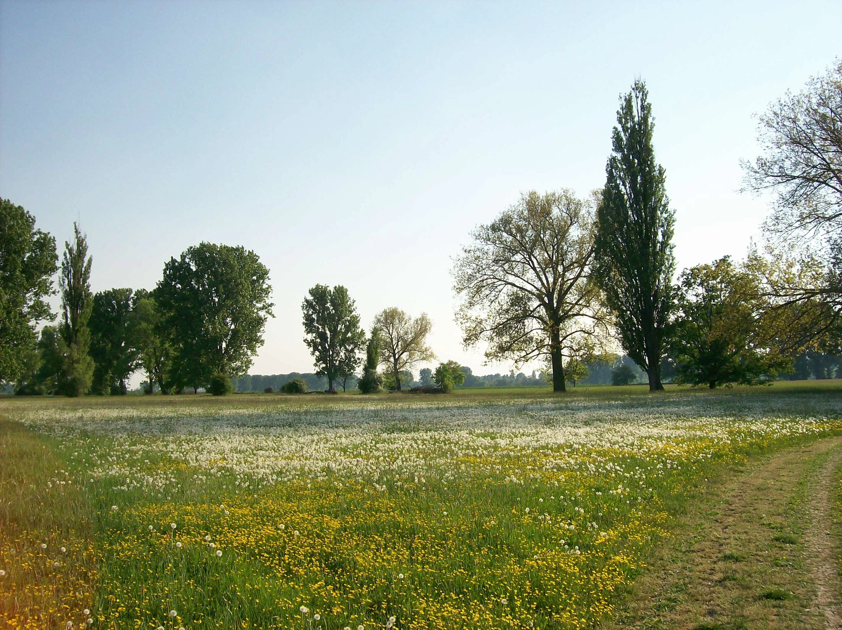 A wide view of a grassy meadow filled with yellow and white wildflowers, with scattered trees in the background under a clear sky.