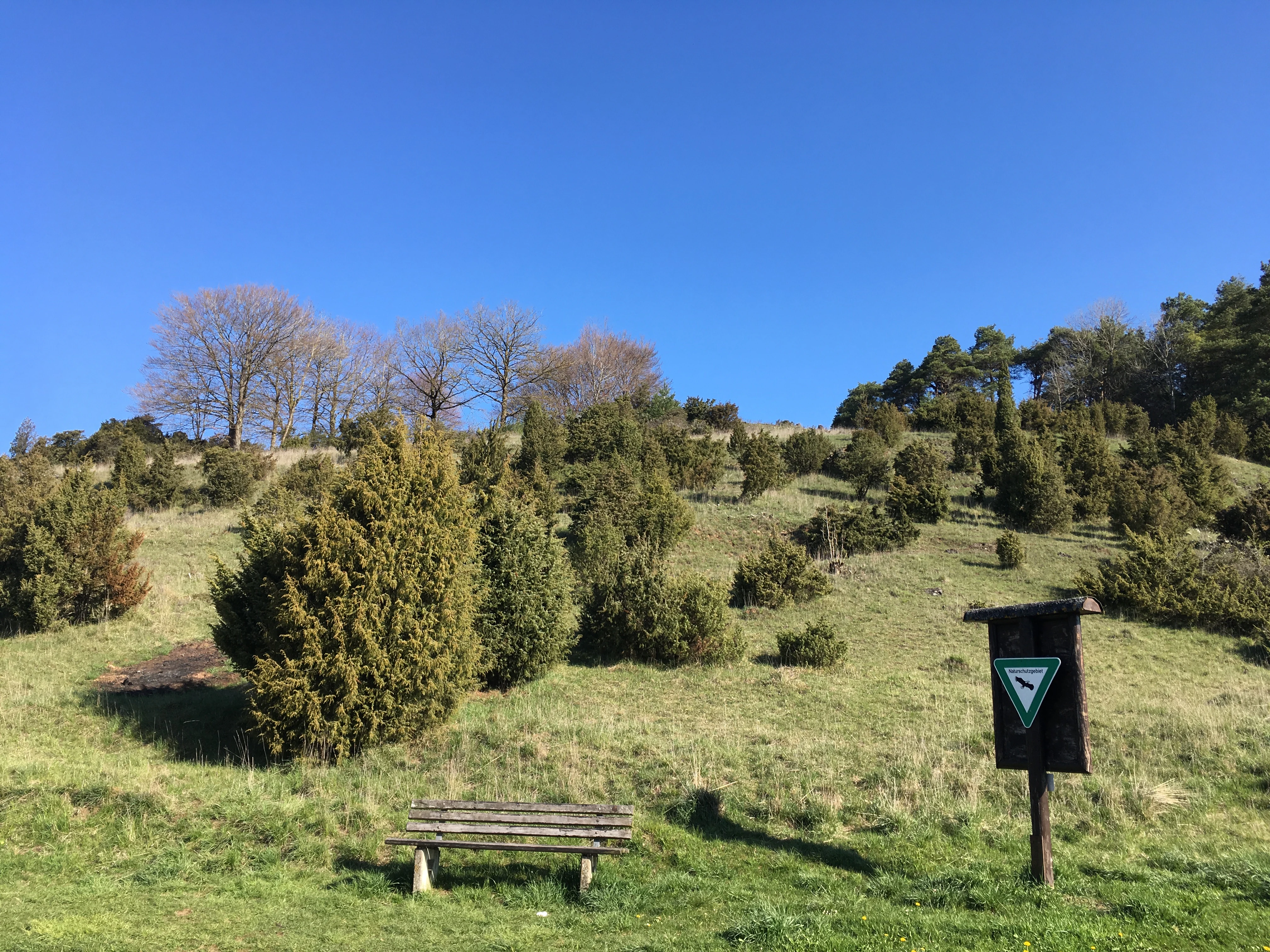 A sunny grassy hillside in the Lampertstal nature reserve with many small juniper bushes, a wooden park bench in the foreground, and a nature reserve sign on a post to the right.