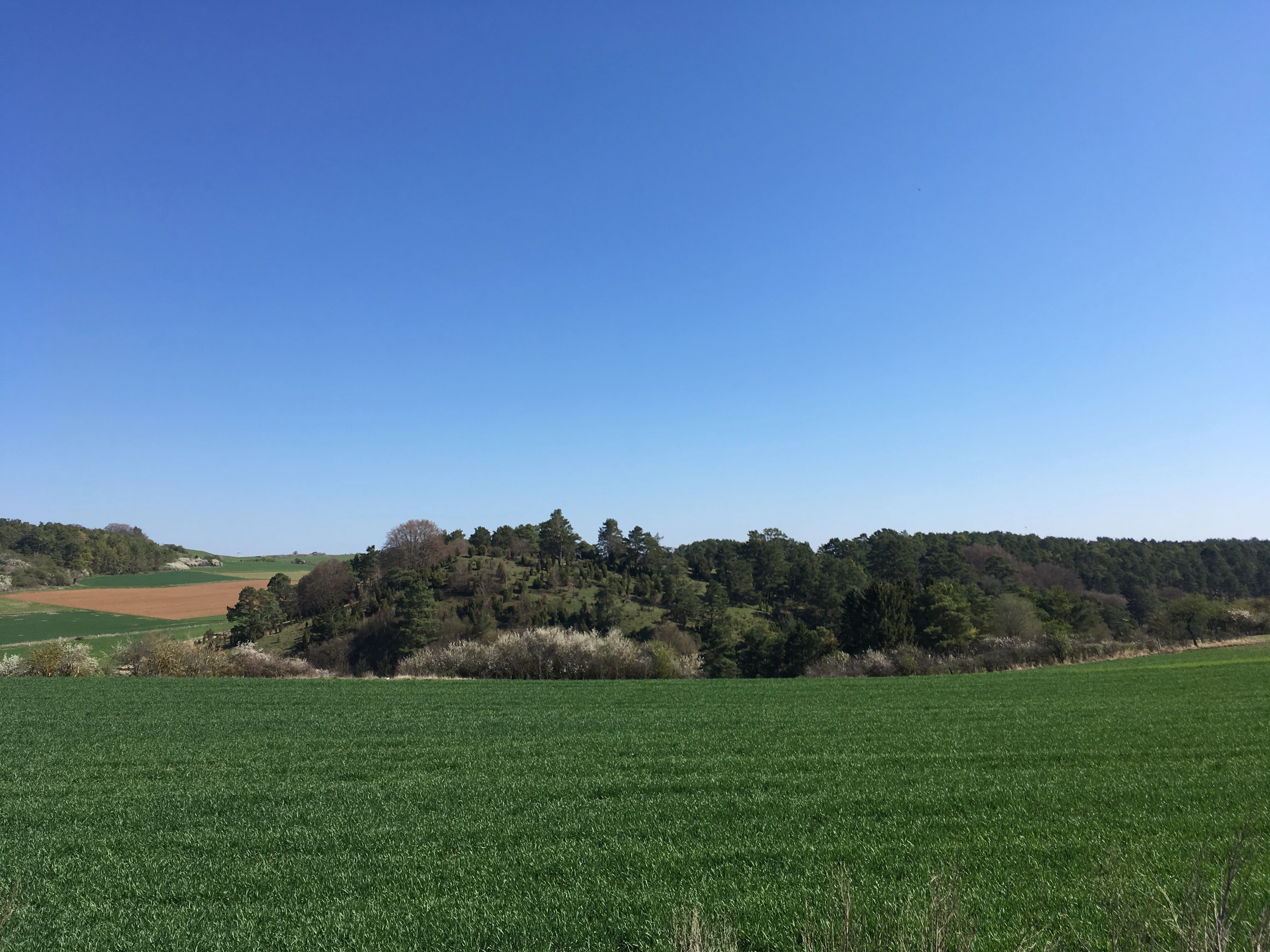 A wide, eye-level landscape shot featuring a green agricultural field in the foreground, leading to a wooded hill and hedgerows under a clear blue sky.