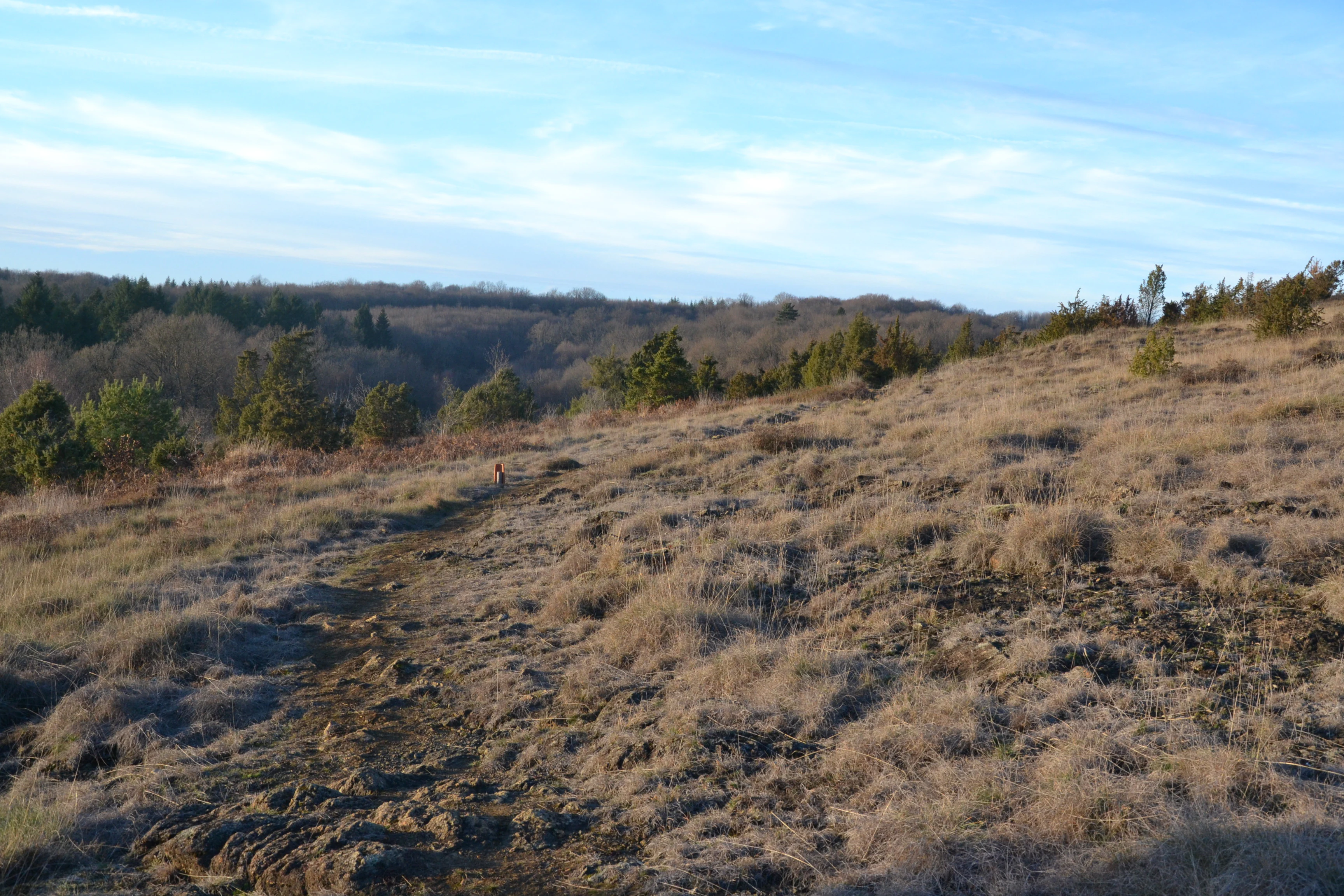 Wide view of a dry heathland slope with brown grasses, exposed rocky outcrops, and sparse evergreen trees under a blue sky.