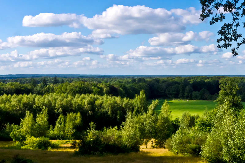 A wide, elevated view overlooking a landscape of dense green forests, grassy meadows, and patches of light, under a blue sky with scattered clouds.