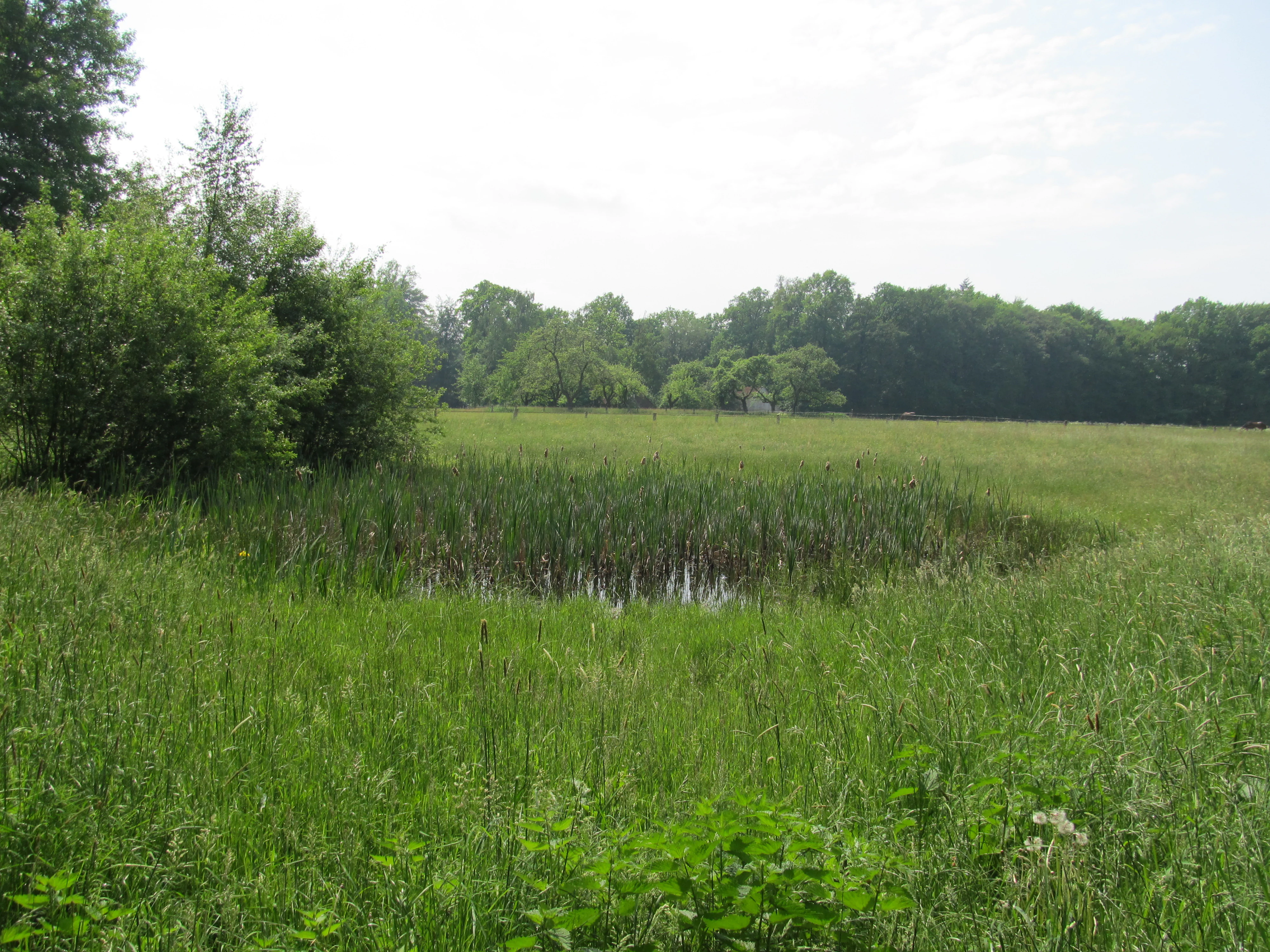 A small pond overgrown with reeds situated in the middle of a green field, with a line of trees in the background under a bright sky.
