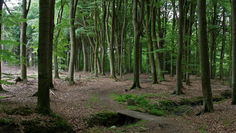 A dirt hiking trail leads through a dense, mature deciduous forest with a small wooden bridge over a drainage ditch in the foreground.