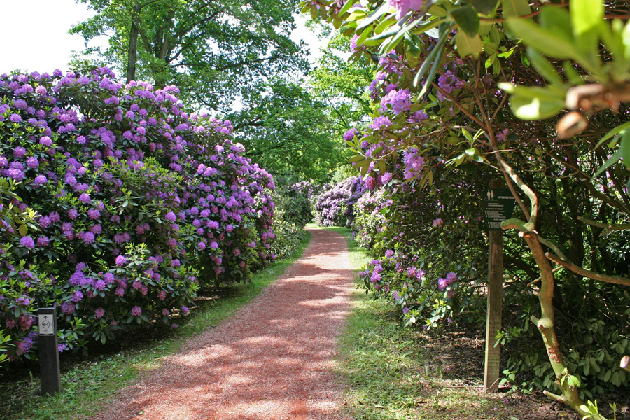 A narrow red gravel walking trail flanked by dense, large bushes full of vibrant purple rhododendron flowers under a canopy of green trees.
