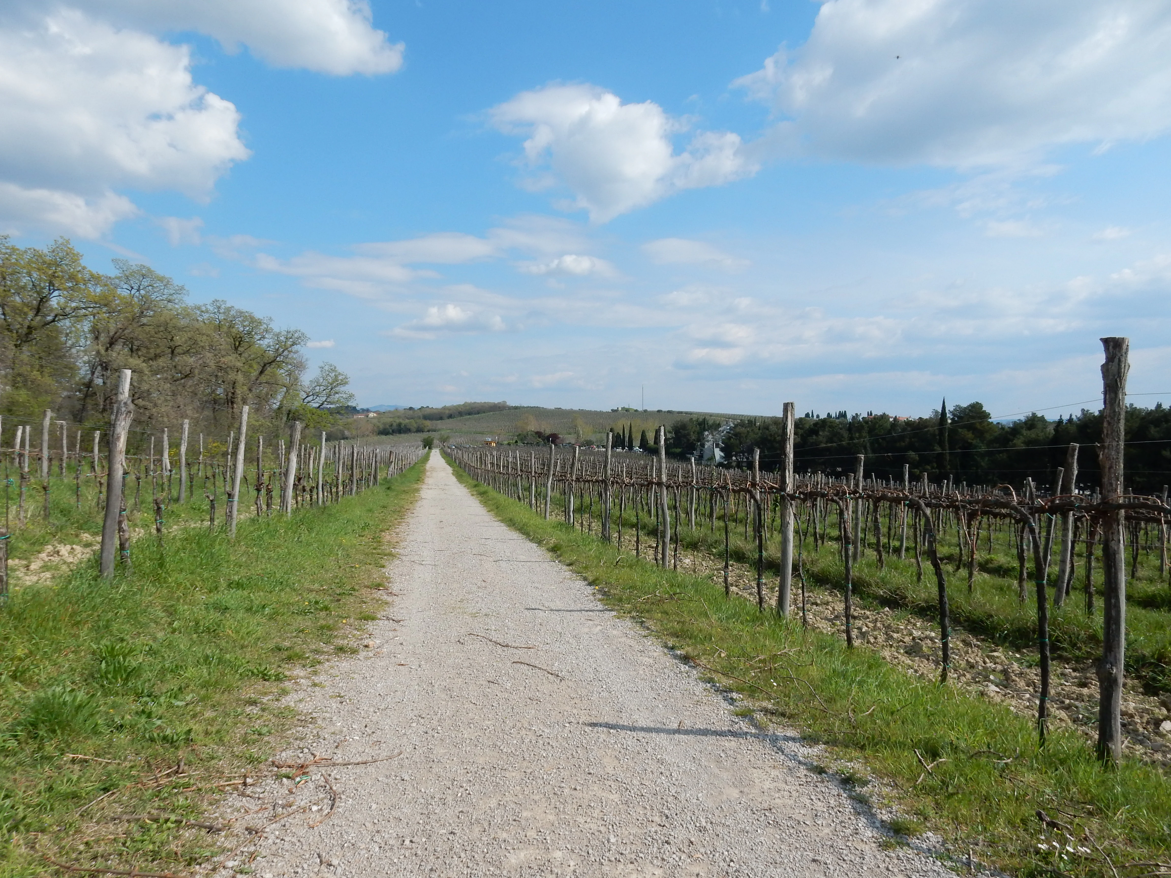 A straight gravel path extends through the center of a vineyard with rows of grapevines on either side under a blue sky with white clouds.