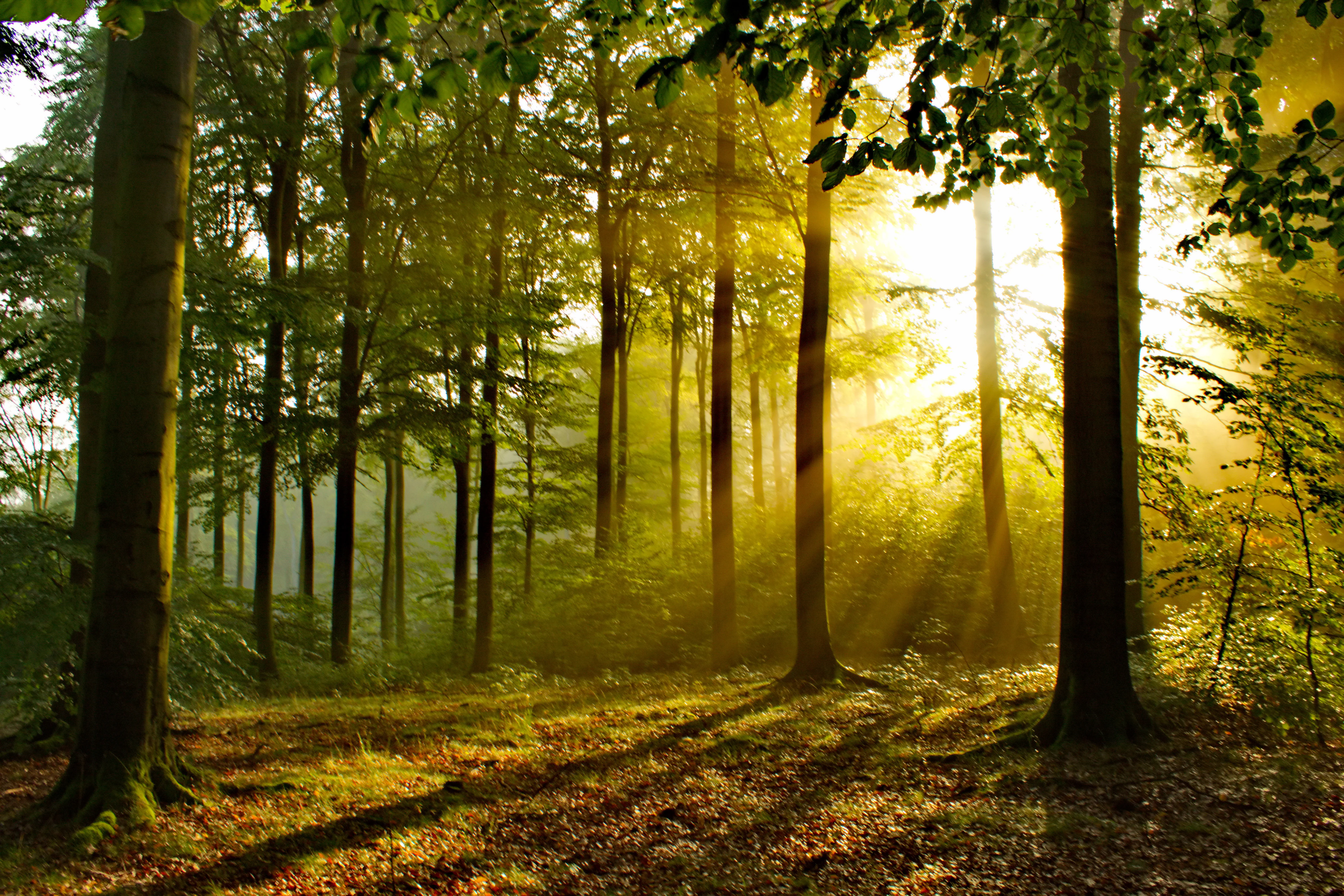 Sunlight rays streaming through a dense forest canopy at sunrise, illuminating the trunks of tall trees and the leafy forest floor.