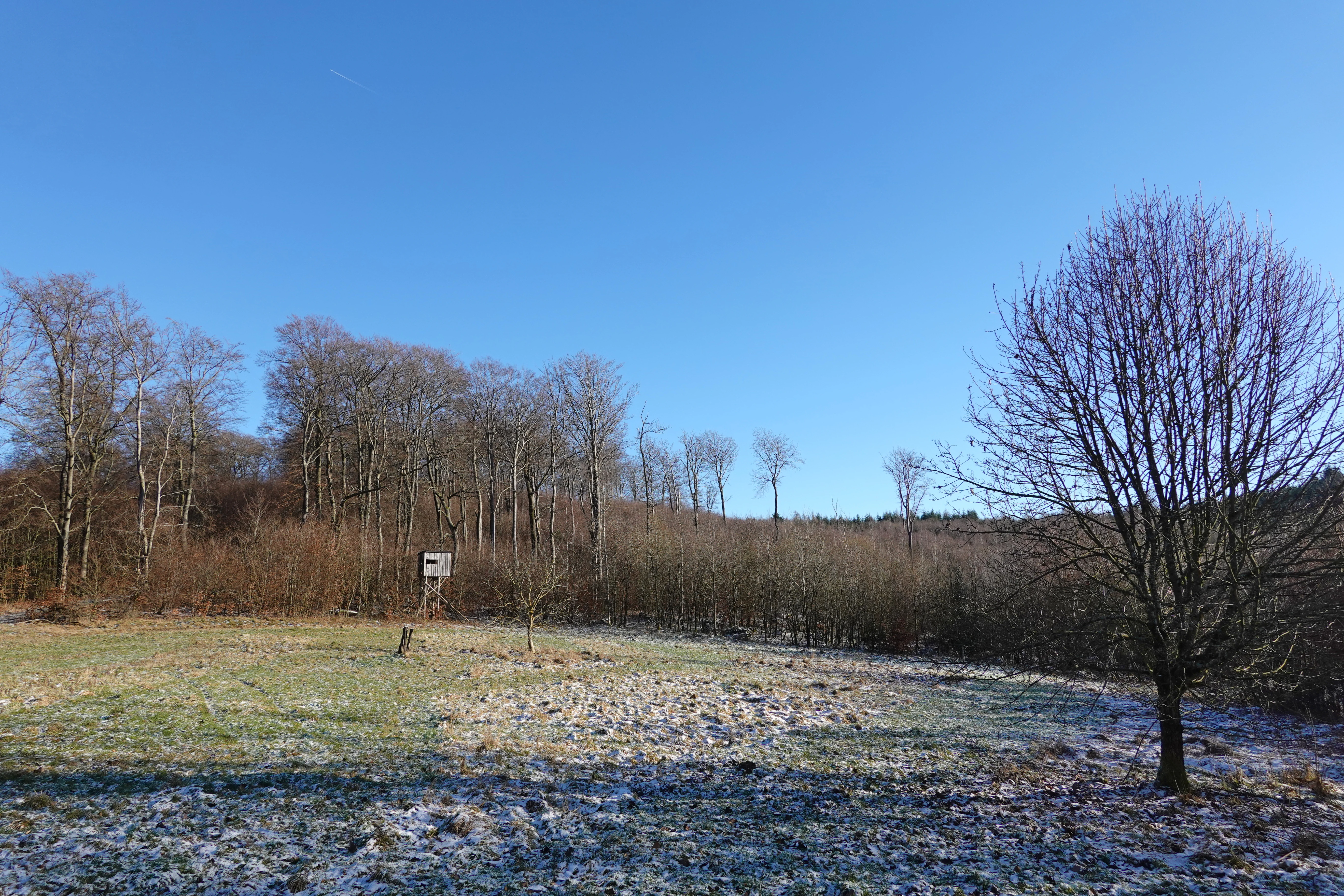 A meadow clearing in early winter with light frost on the ground, bordered by a leafless forest and a small hunting stand in the distance.