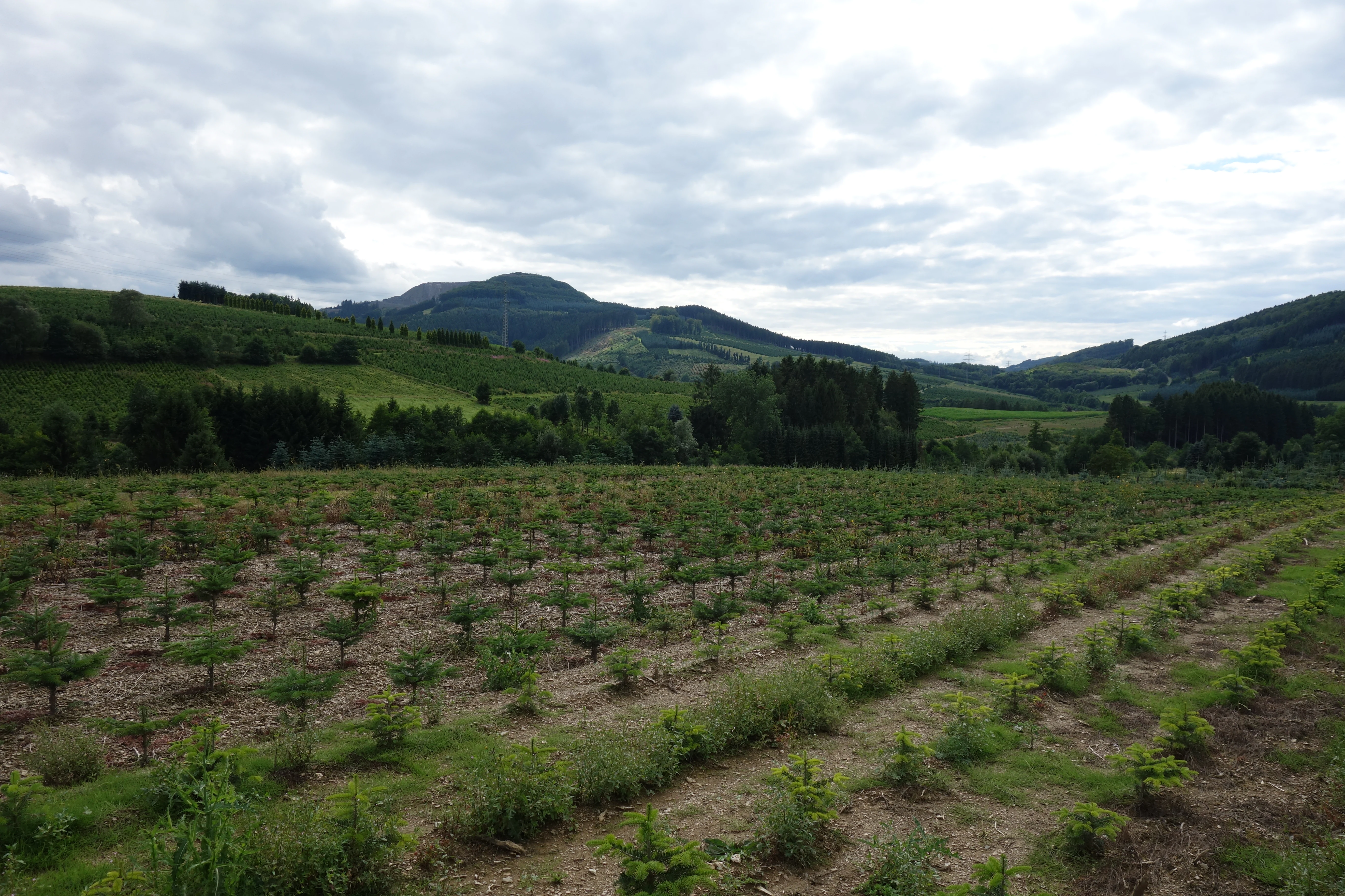 A wide shot of a young, neatly planted field of small evergreen trees leading toward forested hills under a cloudy sky.