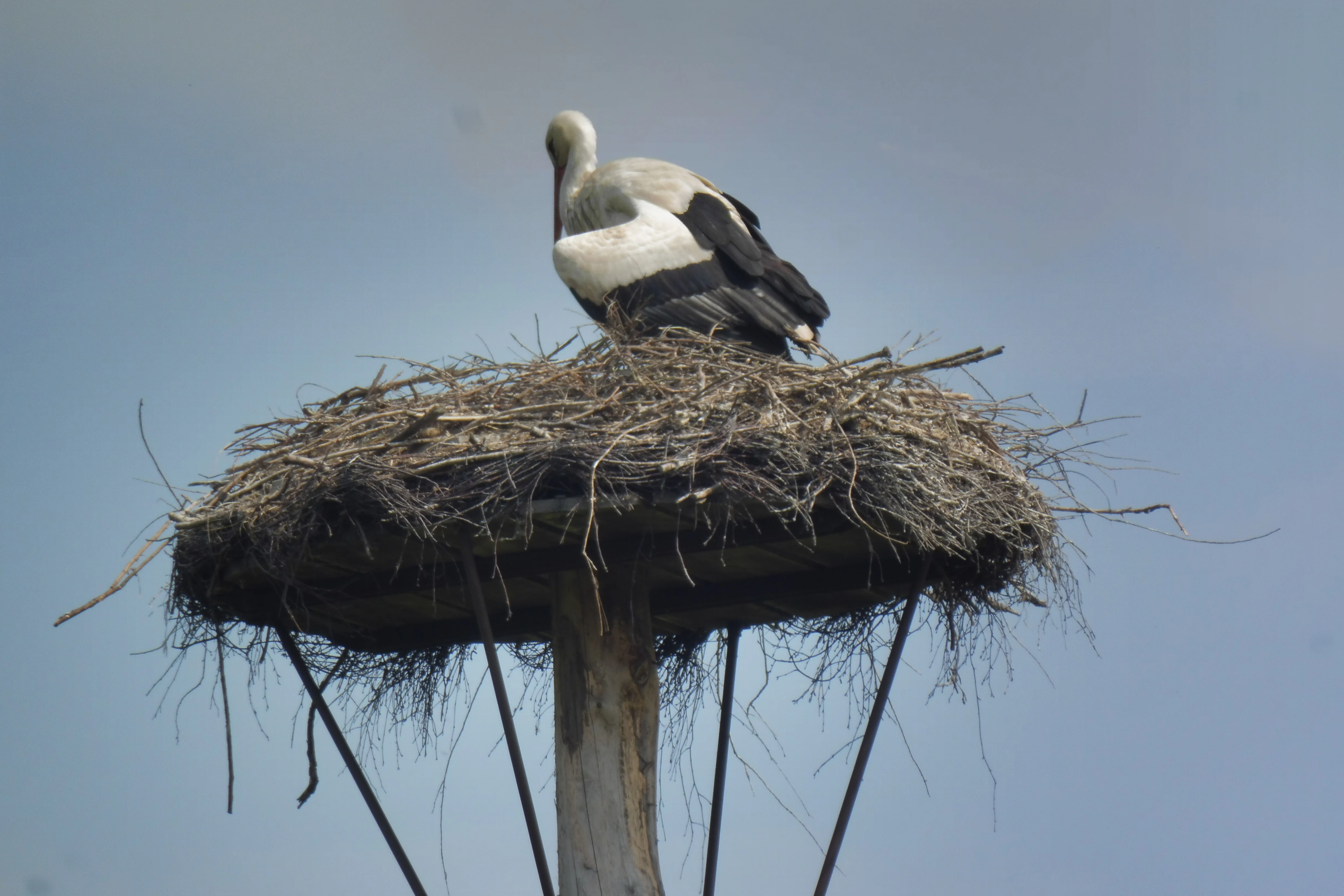 A white stork standing in a large stick nest atop a wooden pole against a pale blue sky.